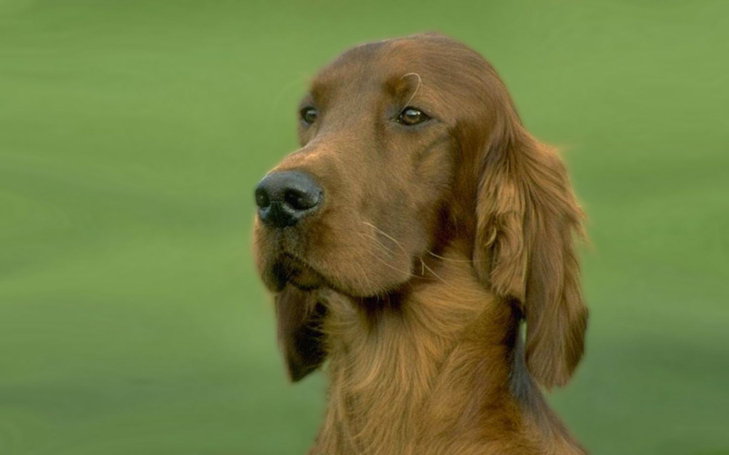 1440x900 Irish Setter Desktop Wallpaper 77040
