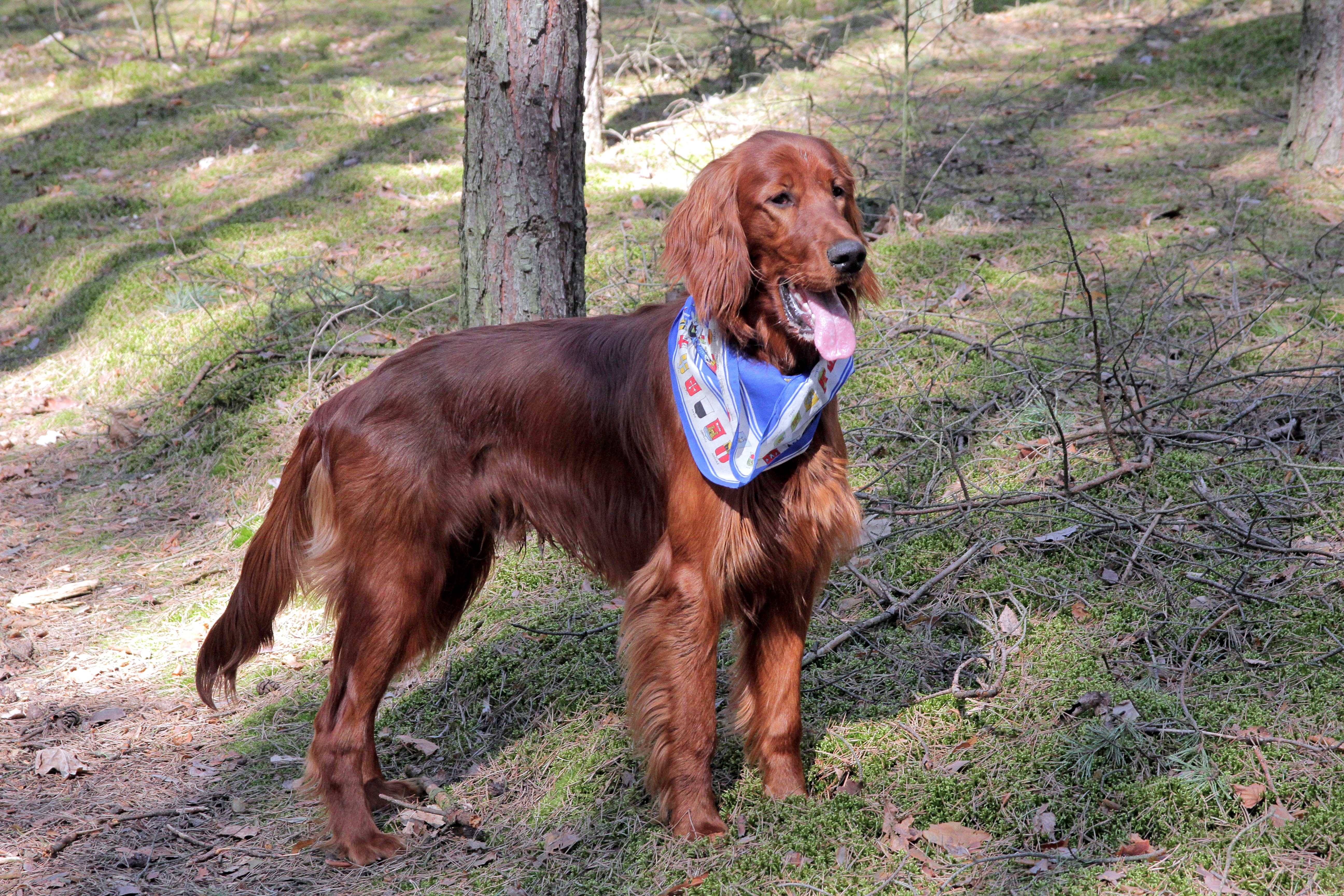 5184x3456 mahogany irish setter with blue and white bandana free image