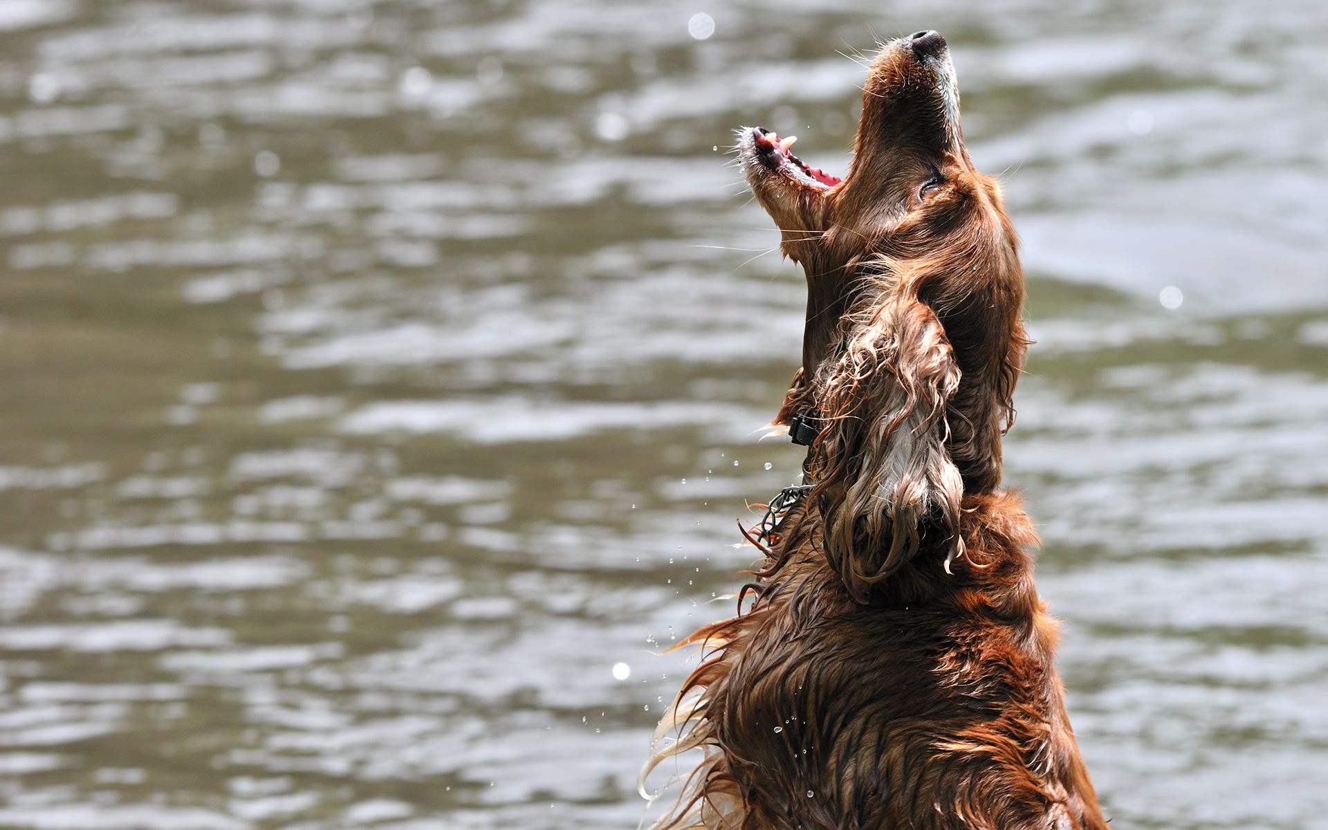 1920x1200 Irish Setter Splash: Stunning HD Wallpaper of Joyful Canine in Actionx1200