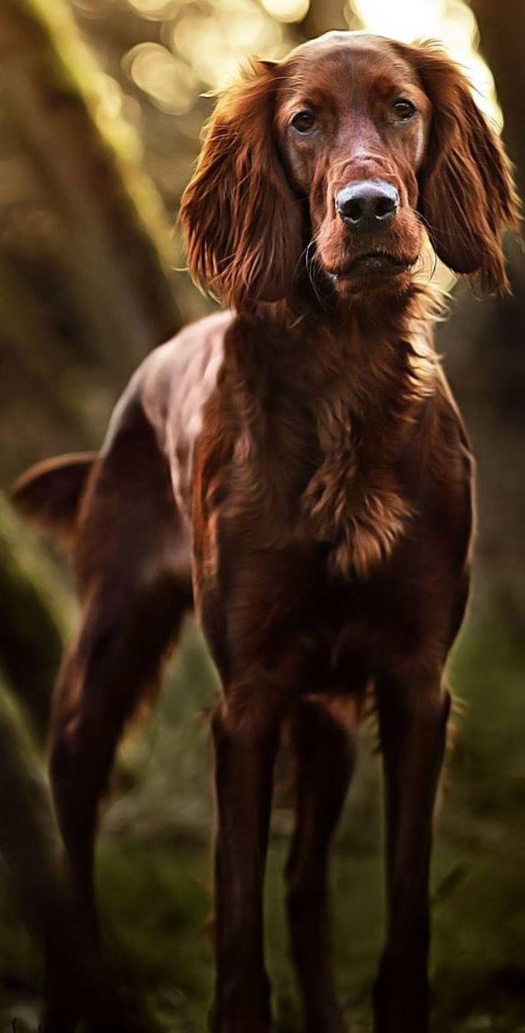736x1447 KlischKlick irisches Mädchen gehört ins Grüne :D