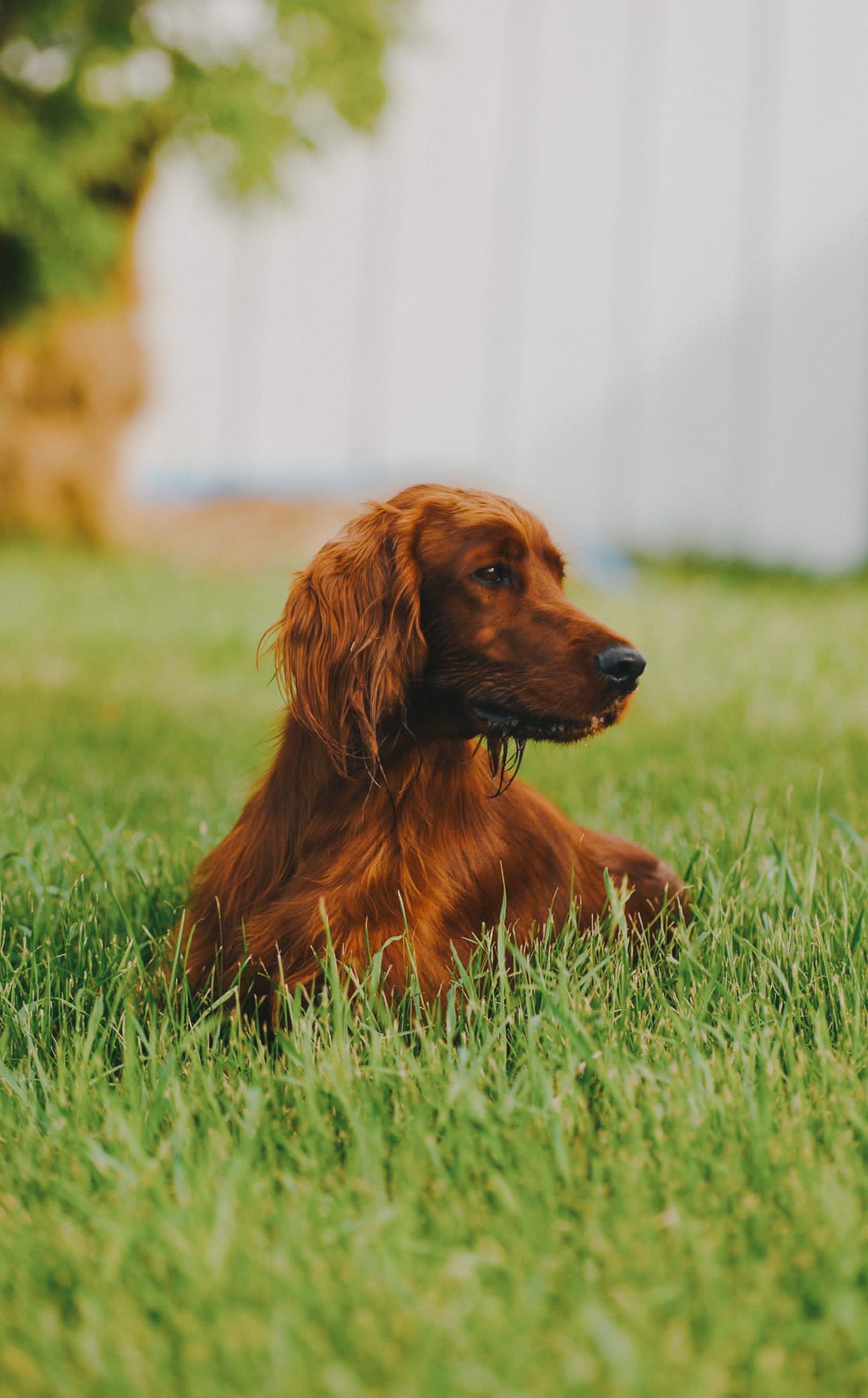1272x2048 Hillset Kennel