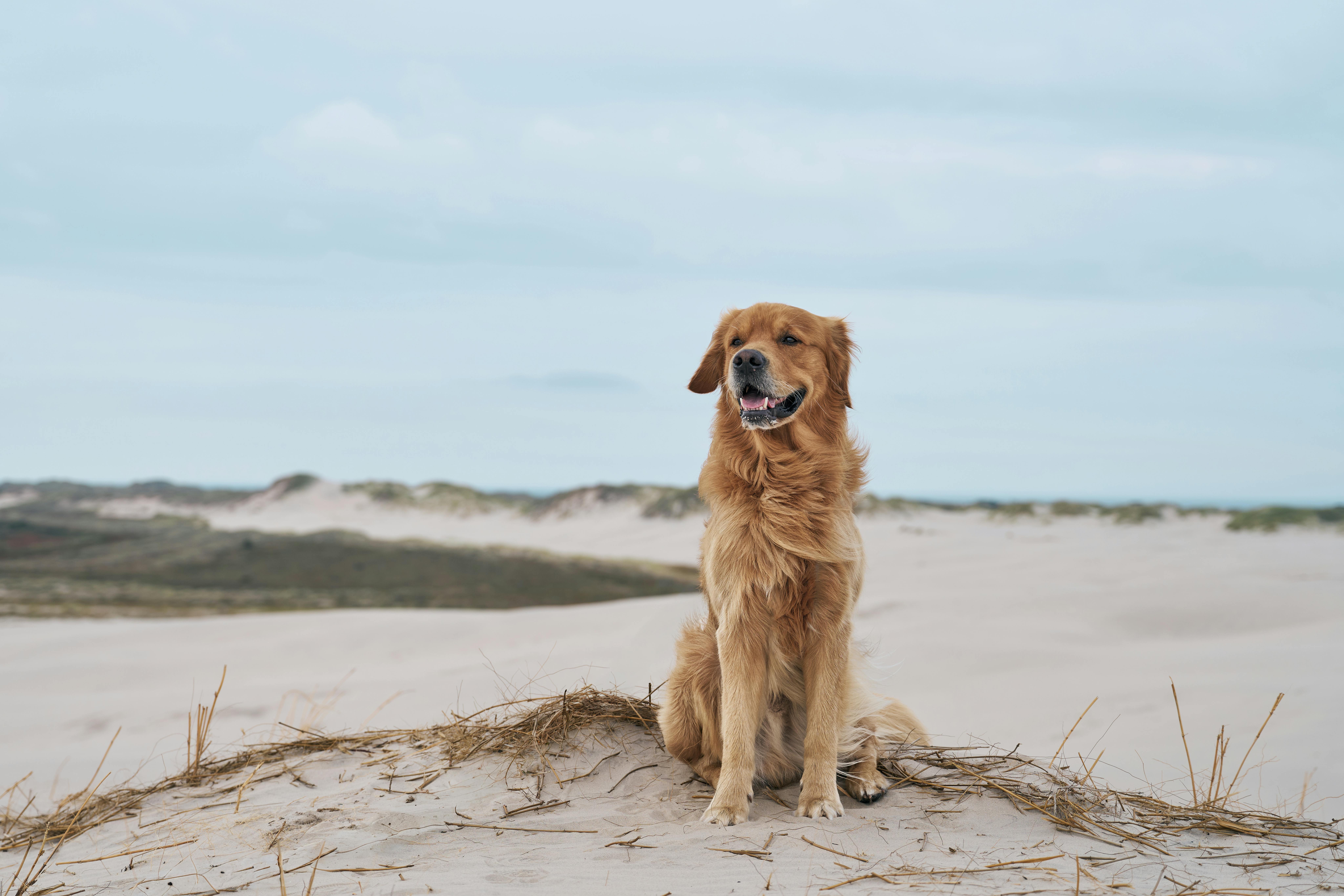 8192x5461 Fluffy Irish Setter on sandy beach of river · Free