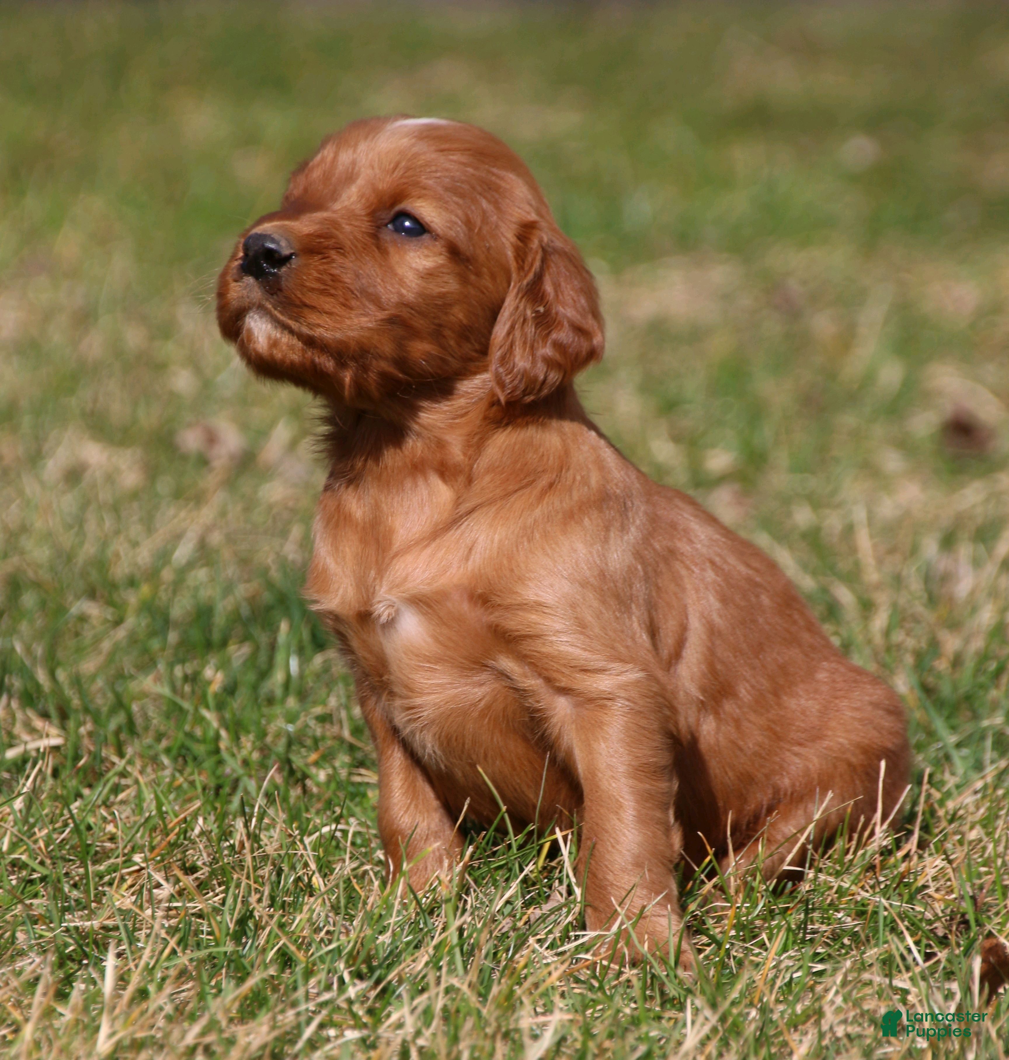 3456x3629 Red Irish Setter Puppies