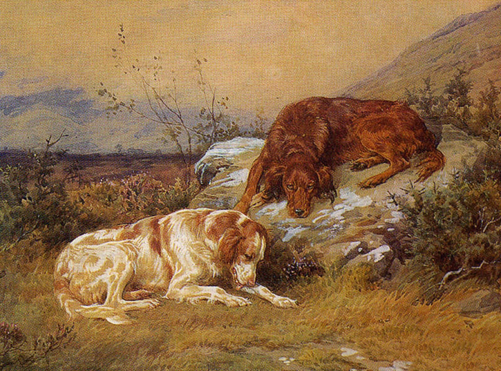 1600x1184 Drawn Irish Red and White Setter dogs photo and wallpaper. Beautiful Drawn Irish Red and White Setter dogs picture
