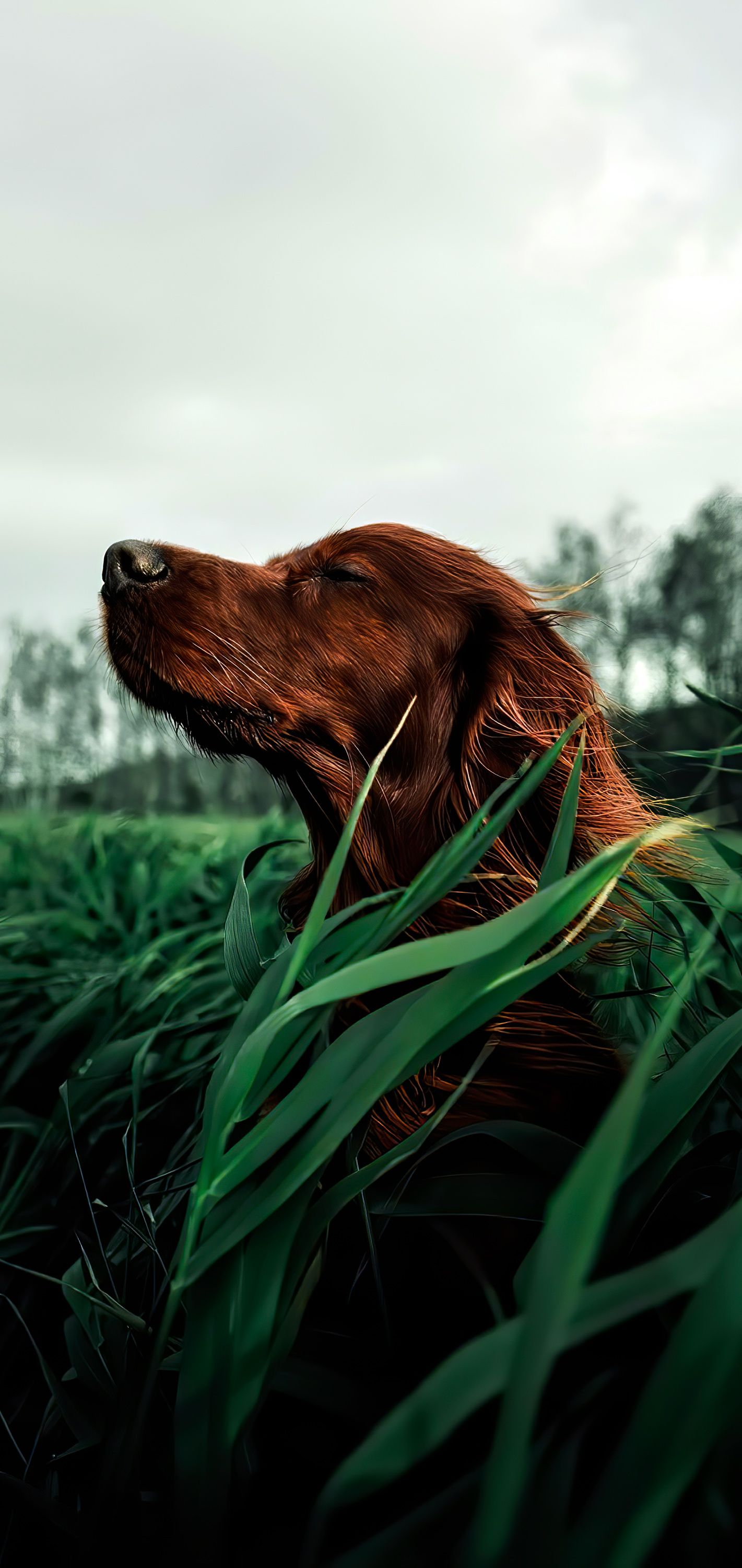 1421x3000 Wallpaper Nova Scotia Duck Tolling Retriever, Irish Setter, Hunting Dog, Setter, Pet Store, Background Free Image