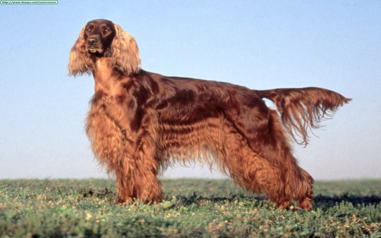 1440x900 Informations about Irish Setter. Ράτσες