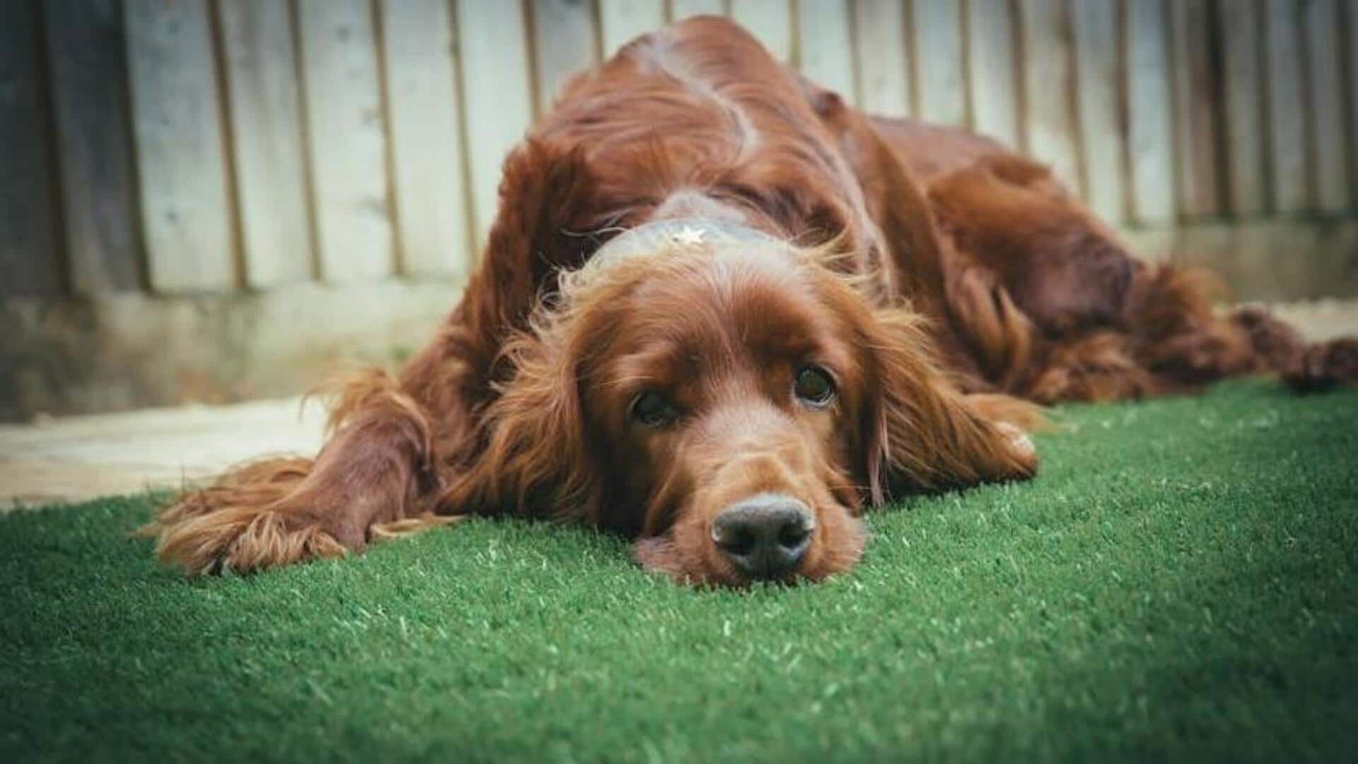 1920x1080 Irish Setter exercise engagement tips