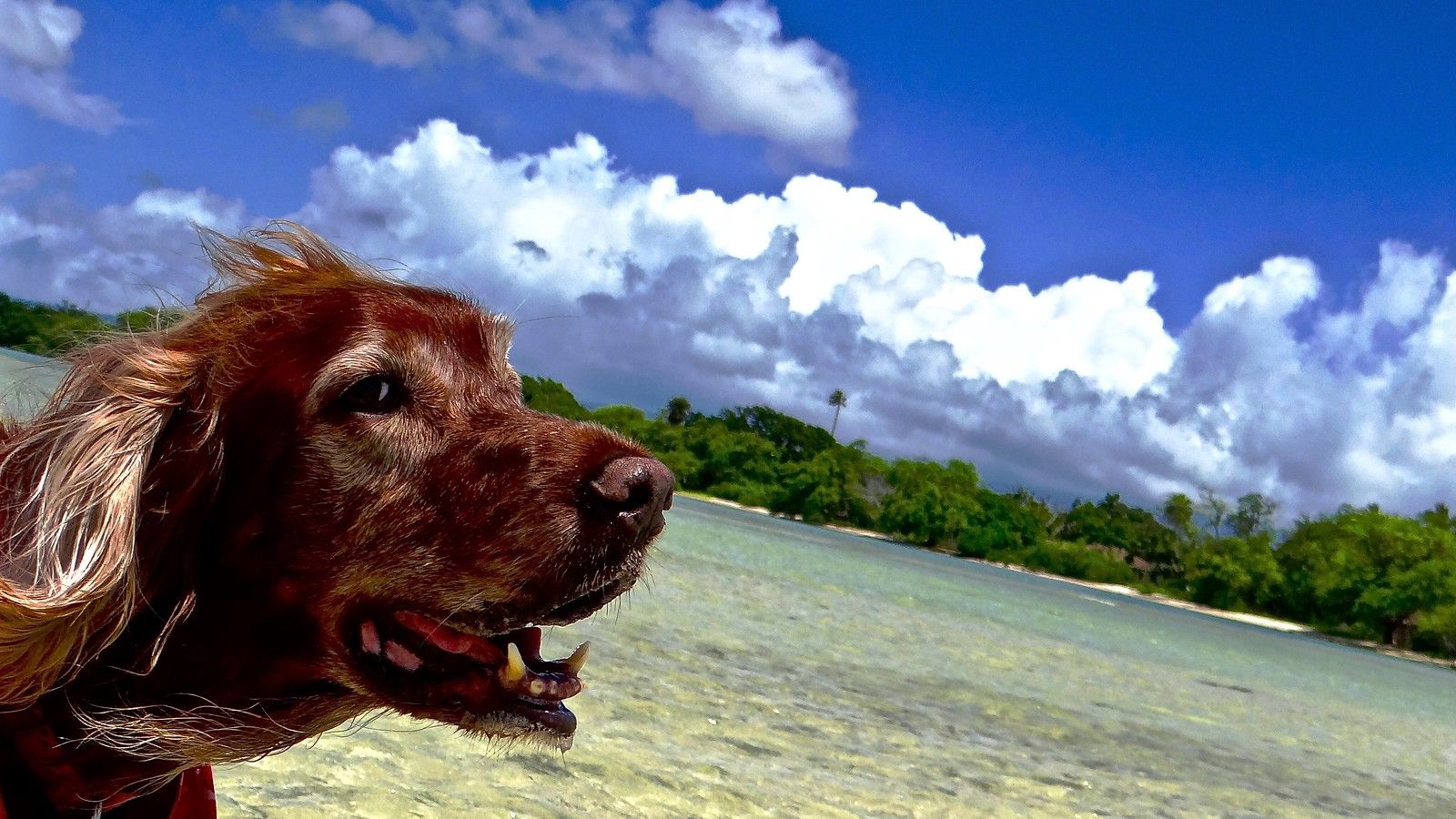 1600x900 Ivy at the Beach. Our Irish Setter, Ivy, enjoying herself a