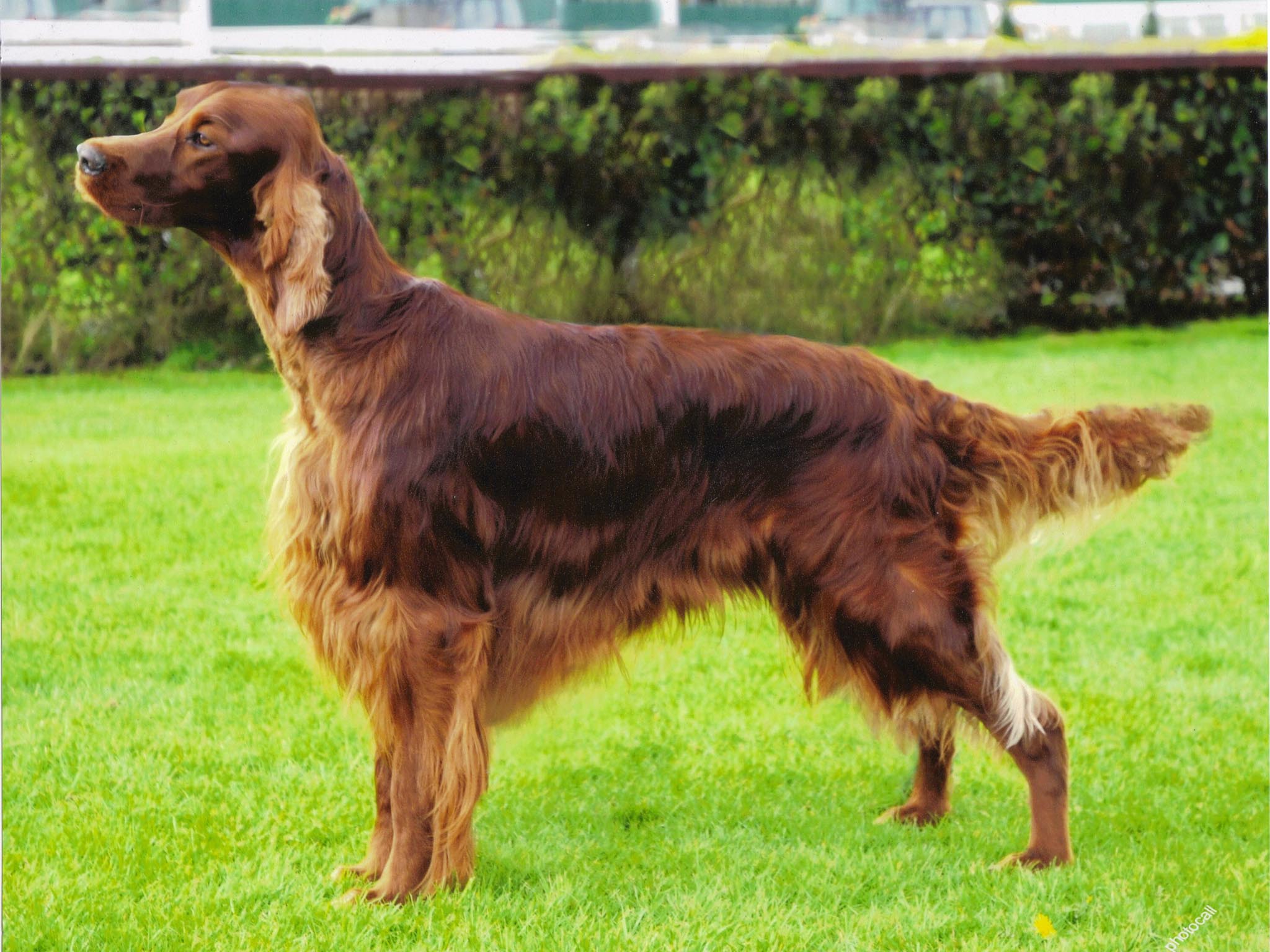 2048x1536 Informations about Irish Setter. Ράτσες