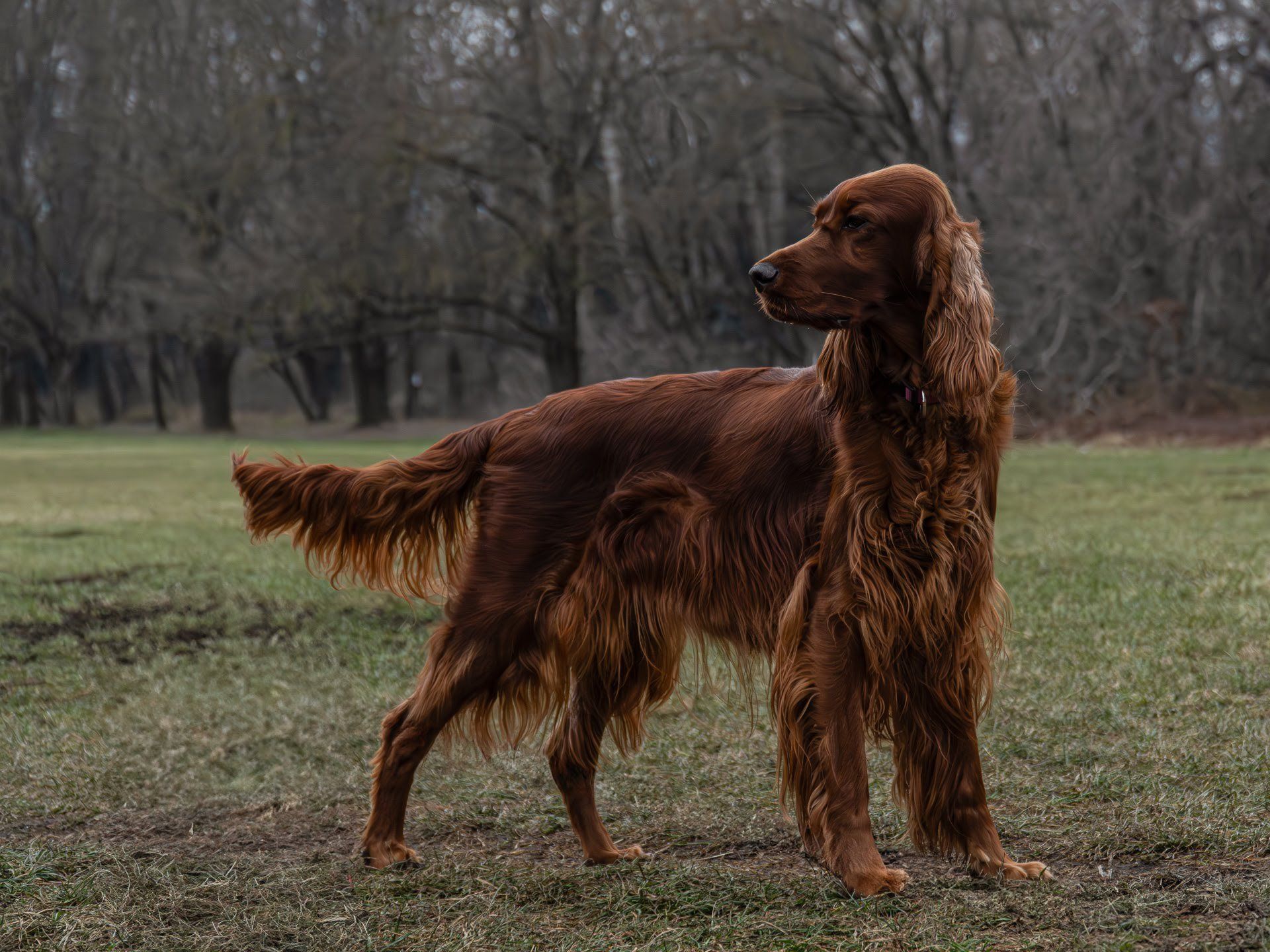 1920x1440 Irish Setter Puppies. Healthy Champion Bloodline