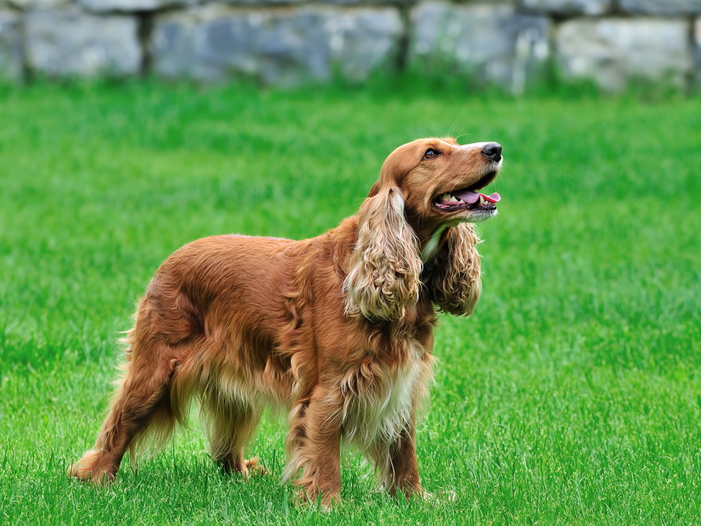 1024x768 Irish Setter Breed Guide about the Irish Setter