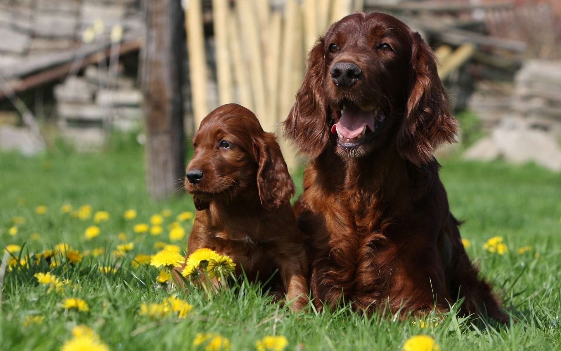 1920x1200 Irish Setter: all about the dog, photo, character, breed description, puppies, price