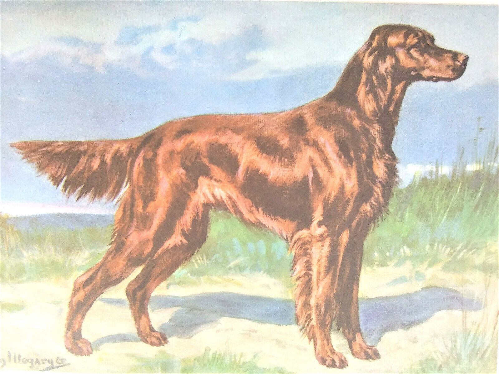 1600x1200 Vintage Edwin Megargee Irish Setter Print, Lithograph 1942