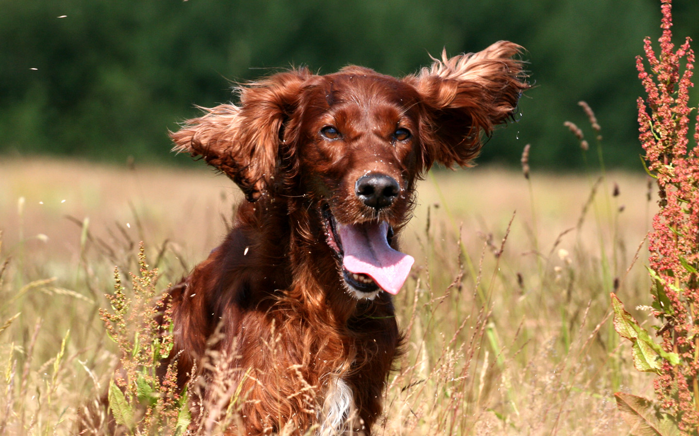1440x900 Irish Setter Breed Guide about the Irish Setter