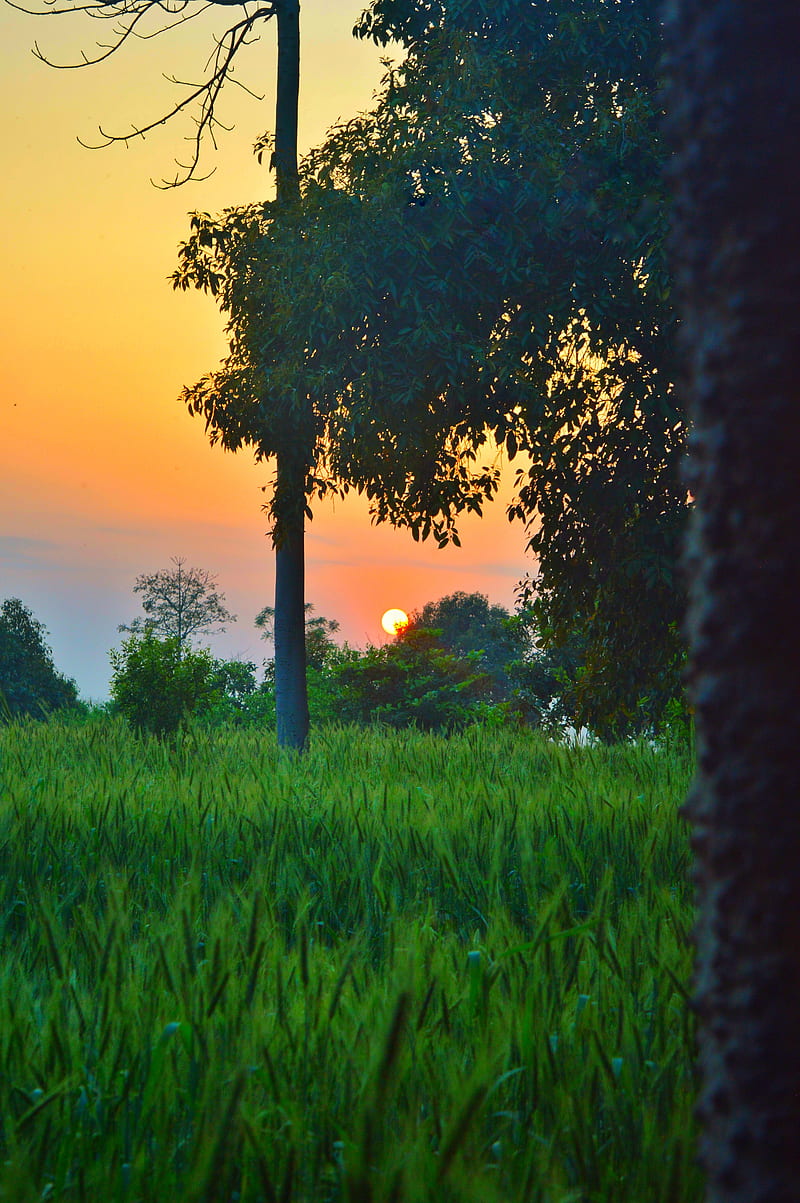 800x1203 Sunset at Village, autumn, beautiful view, good morning, mountain, nature, sunset scene, HD phone wallpaper