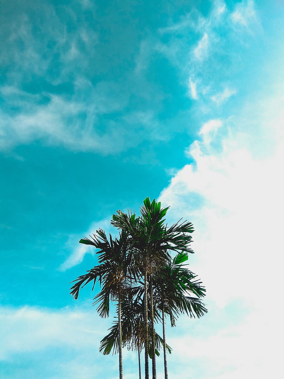 910x1213 clear, sky, tree, bright, sunny, holiday, good vibes, mobile photography