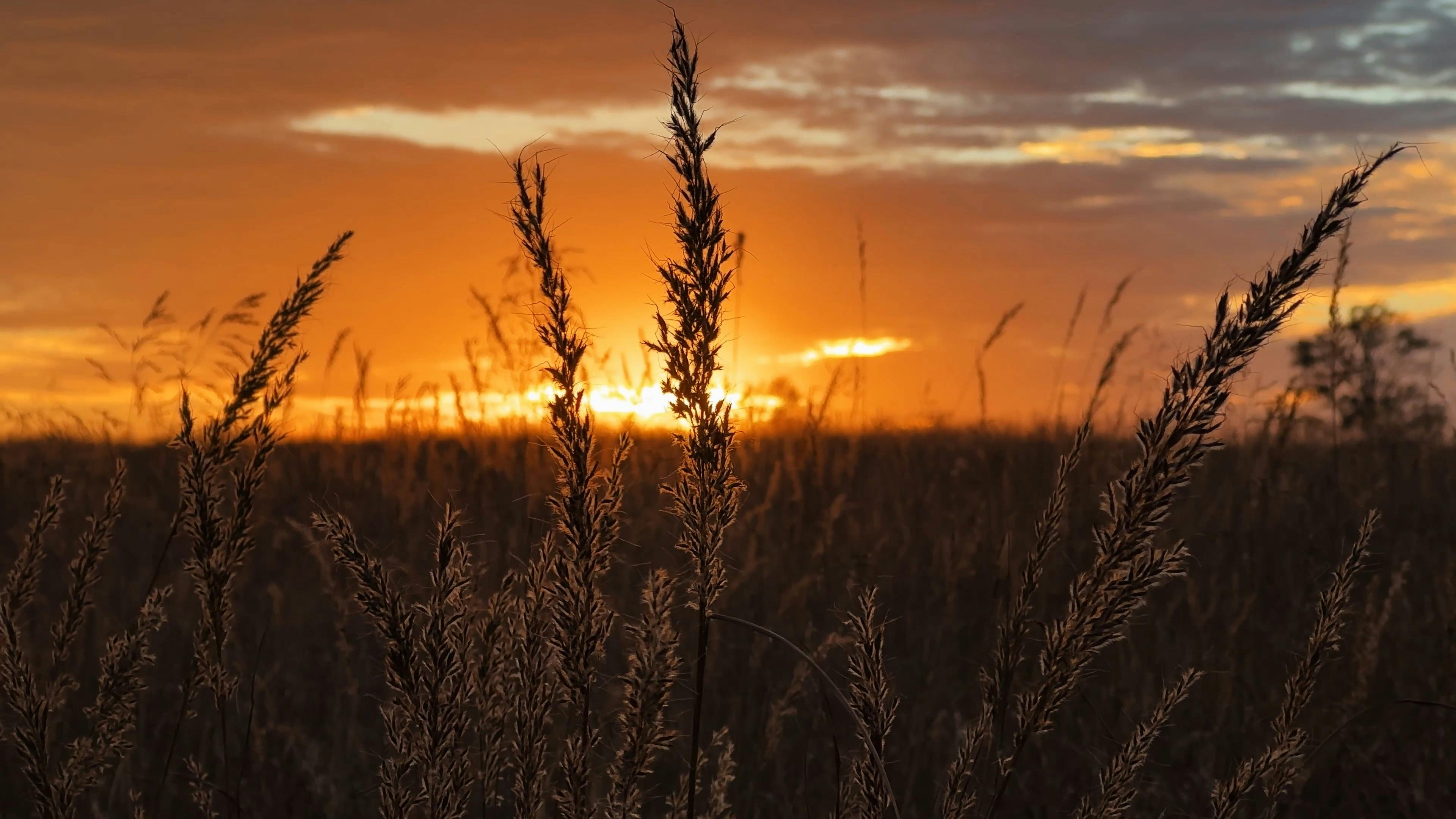 3840x2160 Golden Wheat Field At Sunset Free Stock Video Footage, Royalty Free 4K & HD Video Clip