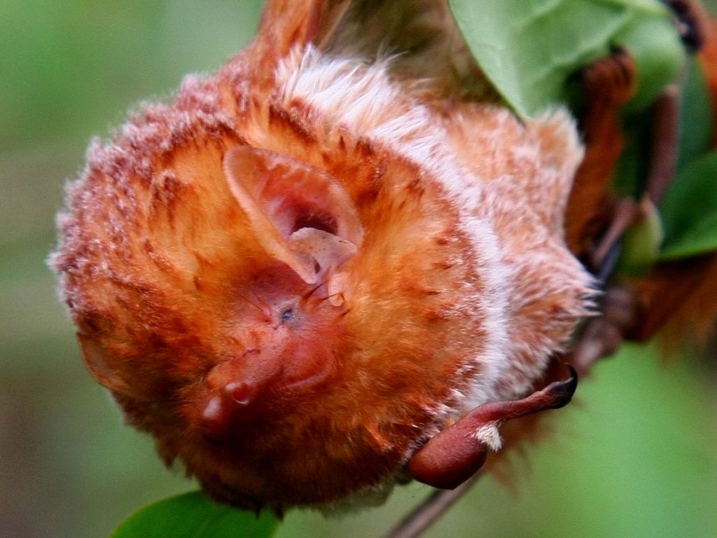 1024x768 Photos of Eastern Red Bat (Lasiurus borealis) · iNaturalist