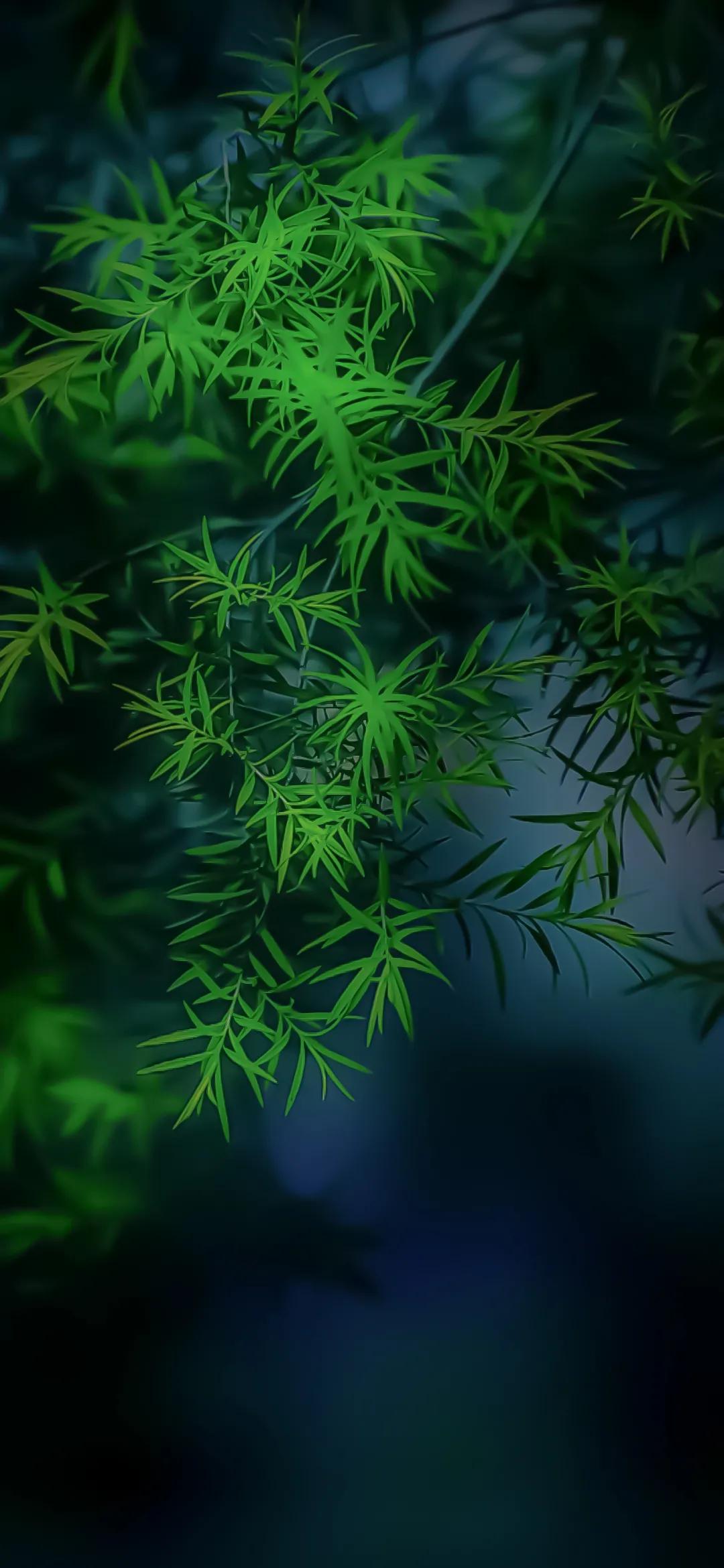 1080x2340 Eye Protection Wallpaper