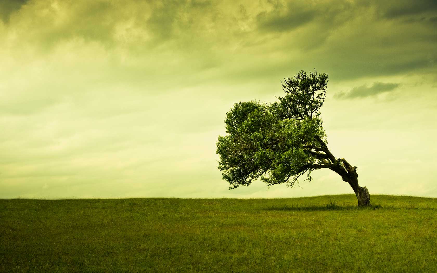 1680x1050 Green Nature Friendly Wallpaper To Get Inspiration