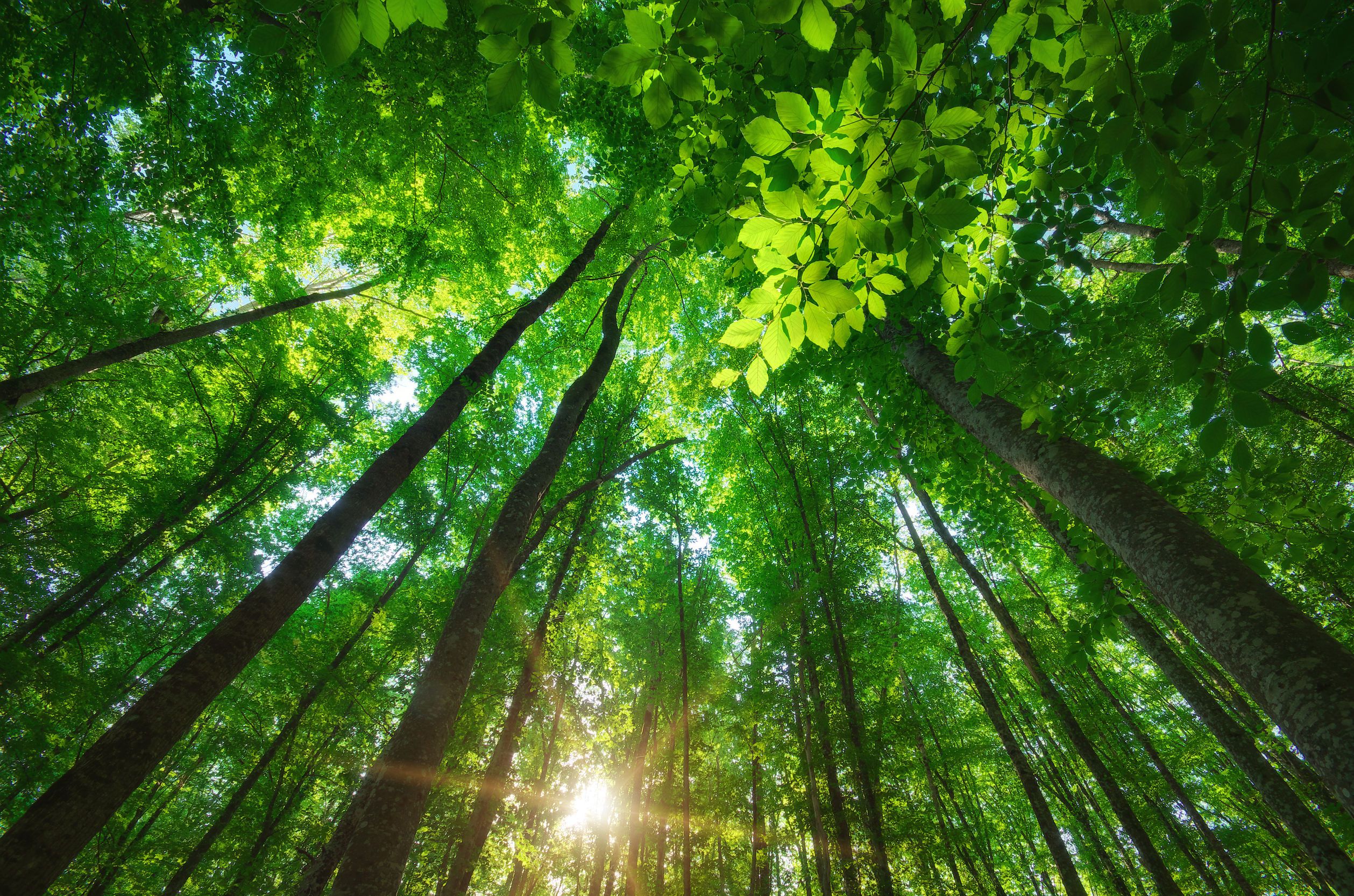 2517x1666 GIS and Remote Sensing for sustainable forest monitoring and management Course. (18th