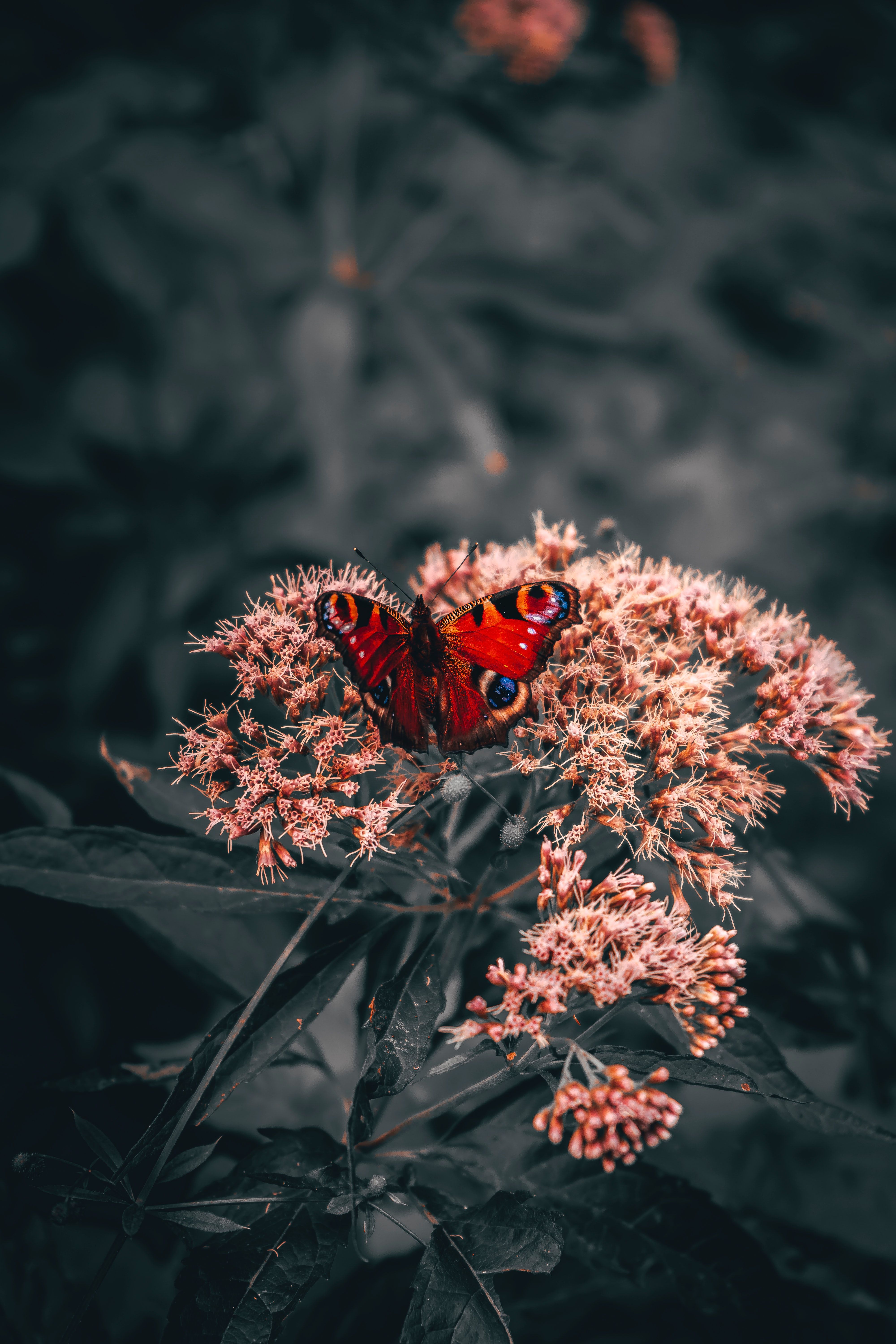 4000x6000 Phone wallpaper: Bright, Butterfly, Flowers, Animals, Pattern, Wings 96690