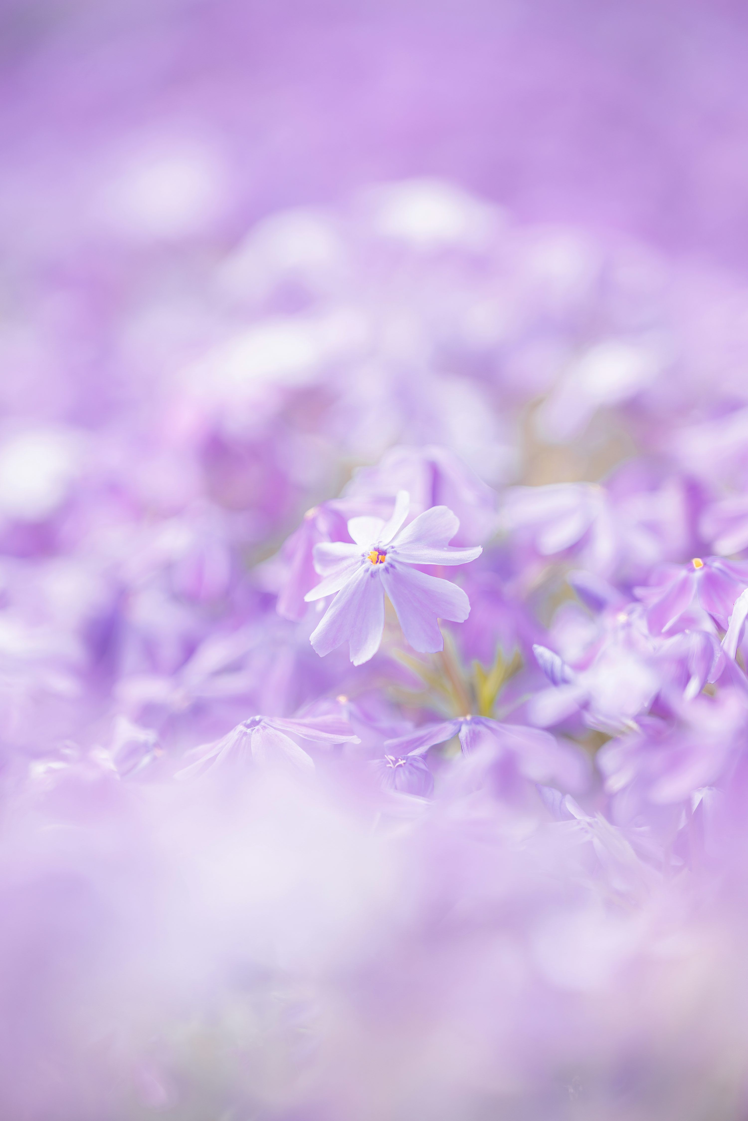 3000x4494 Delicate purple flowers bloom beautifully in the light. photo
