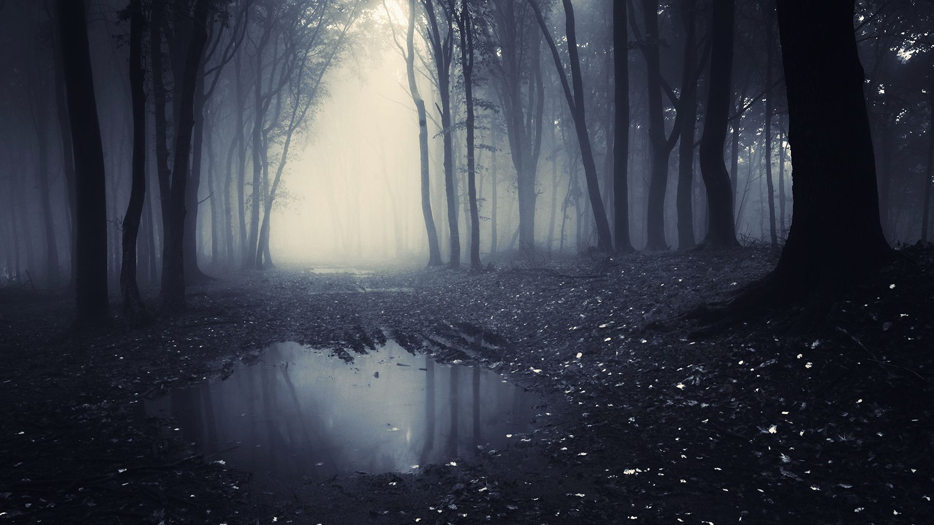 1920x1080 Dark Forest Laptop Background