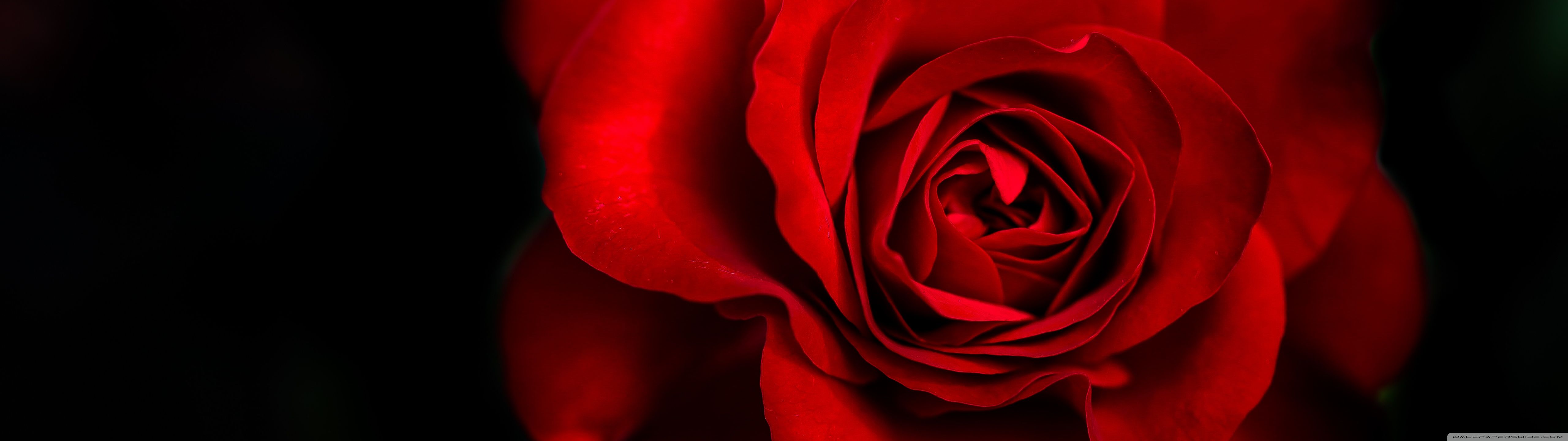 5120x1440 Red Rose 4K UHD Wallpaper for UltraHD Desktop and TV : Widescreen and UltraWide Display : Dual Monitor : Smartphone and Tablet Devices