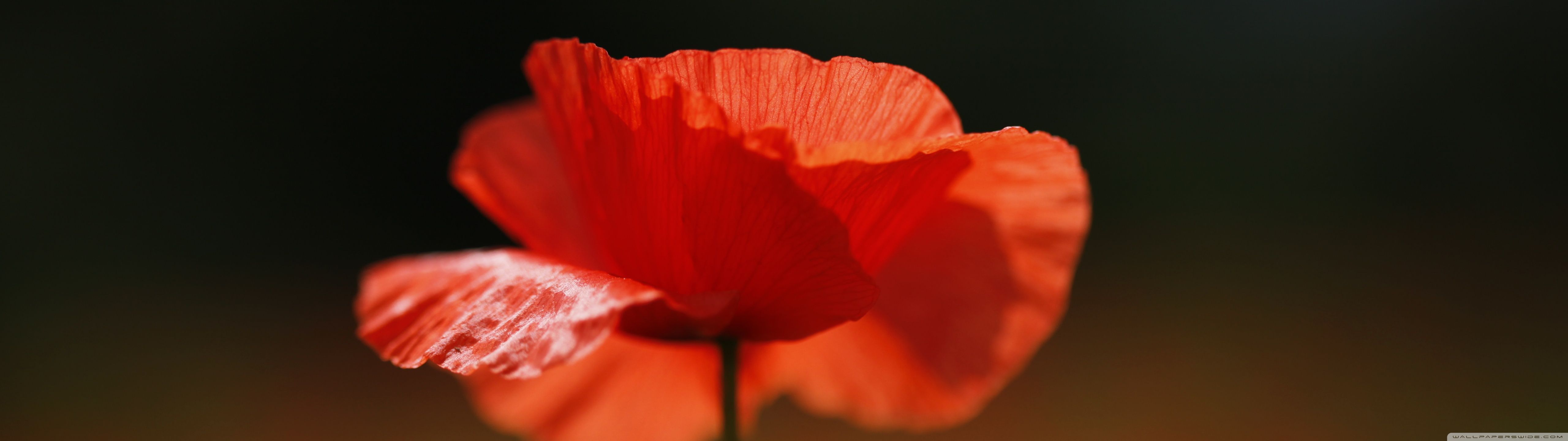 5120x1440 Red Poppy Flower 4K UHD Wallpaper for UltraHD Desktop and TV : Widescreen and UltraWide Display : Dual Monitor : Smartphone and Tablet Devices