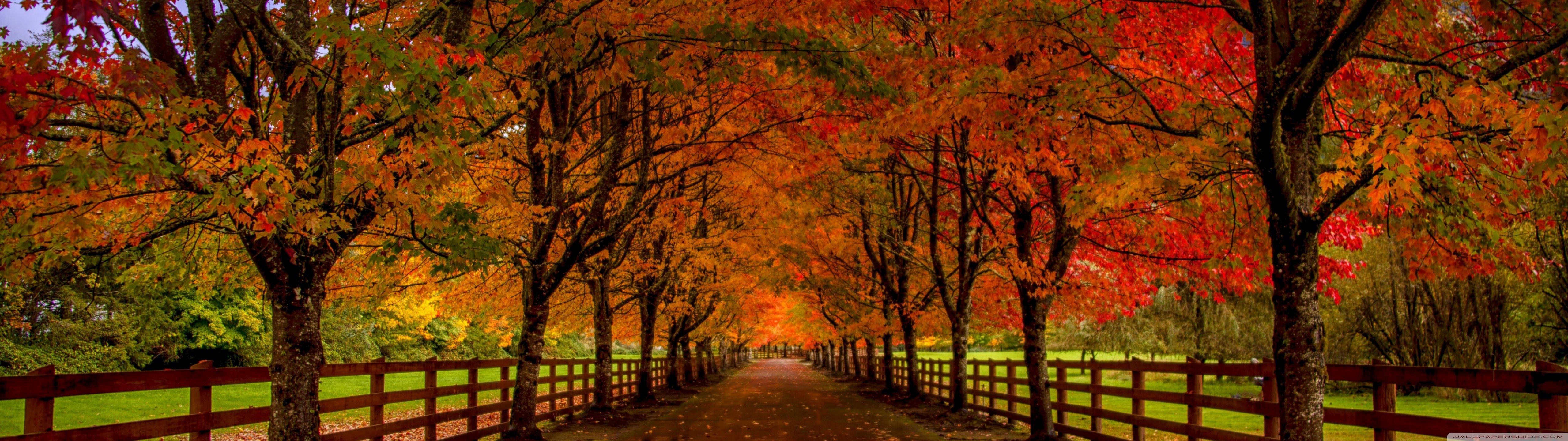 5120x1440 Beautiful Autumn Trees That Turn Red, Countryside Road 4K UHD Wallpaper for UltraHD Desktop and TV : Widescreen and UltraWide Display : Dual Monitor : Smartphone and Tablet Devices
