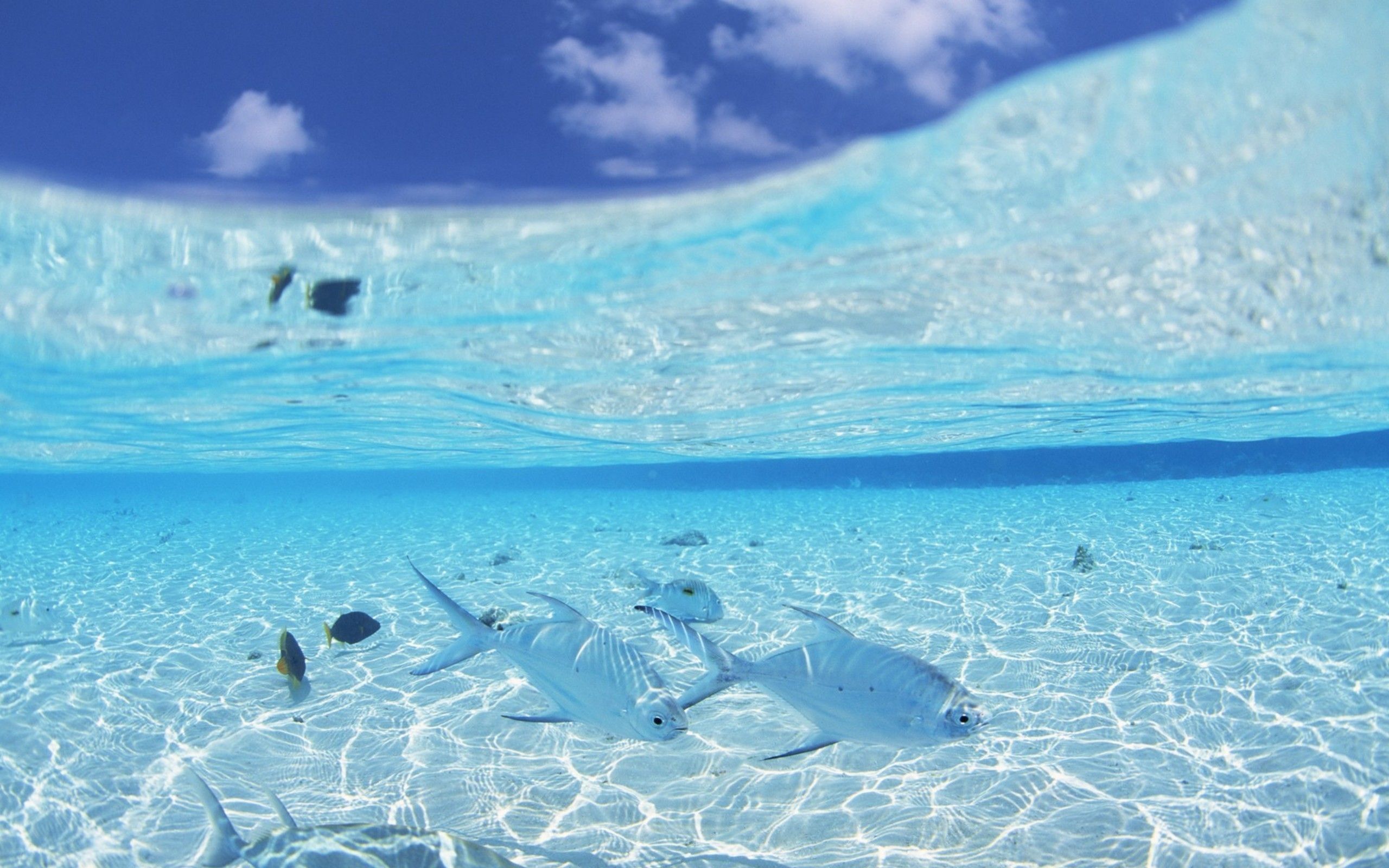 2560x1600 Blue Ocean Wallpaper With Fish