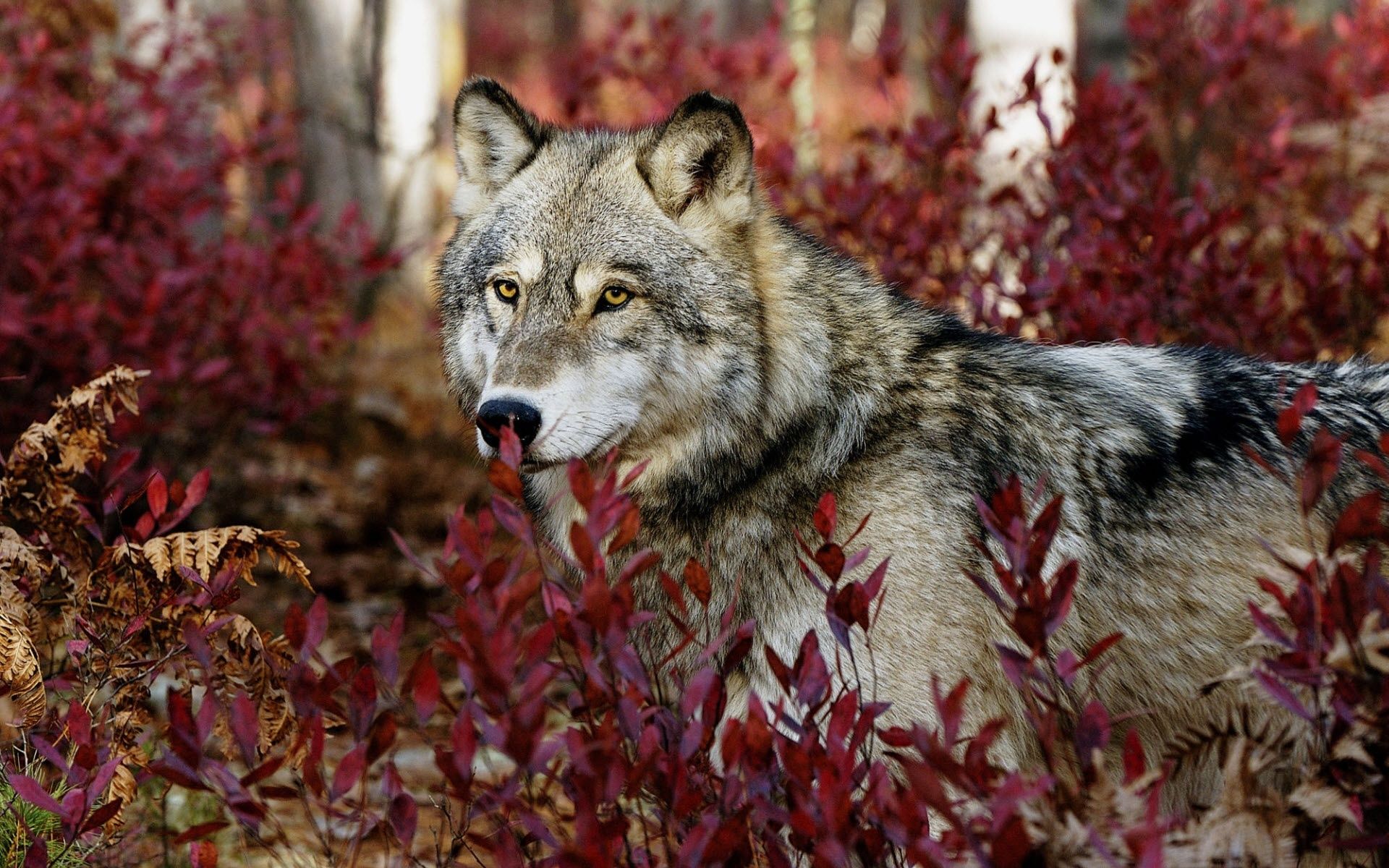 1920x1200 gray wolf autumn 2. Howling For Justice