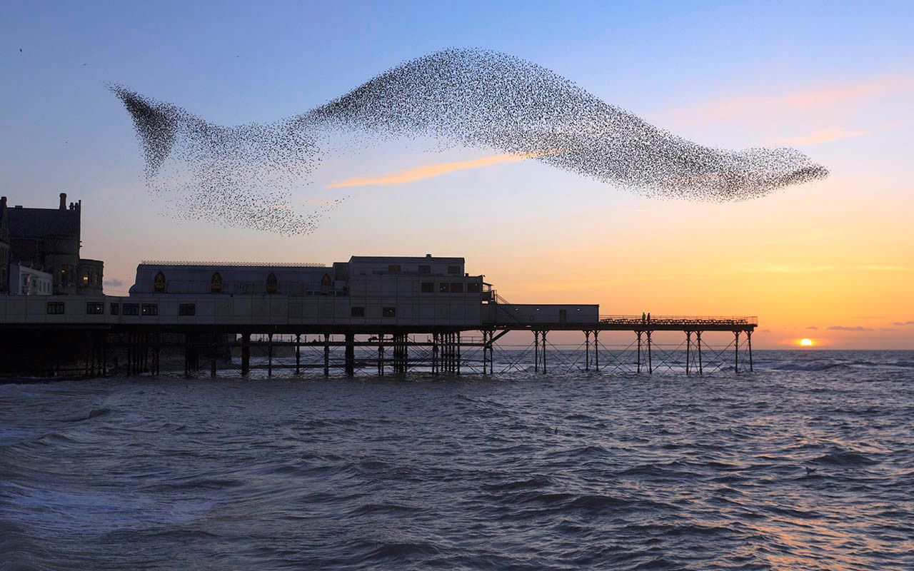 1280x800 Aberystwyth starlings Activity Centre