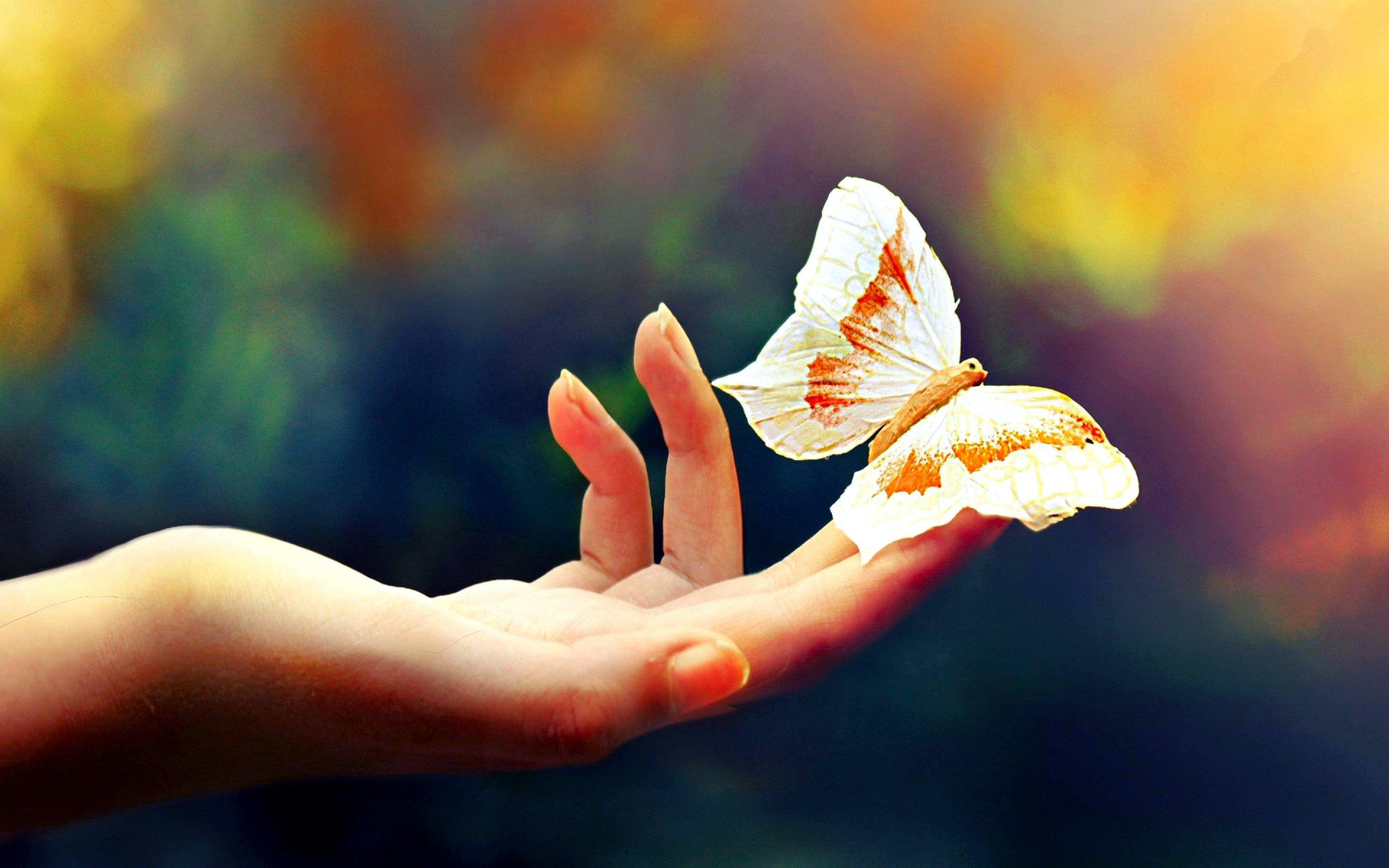 2960x1850 Butterfly In Hand Wallpaper