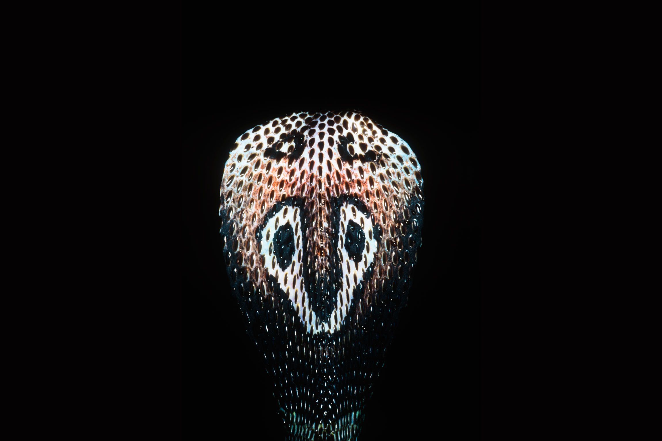 2300x1533 Scientists Figured Out the Indian Cobra's Genome—at Last