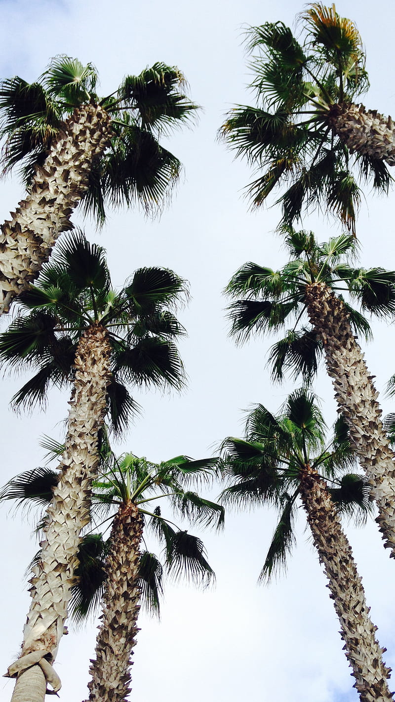 800x1421 HD imperial beach wallpaper