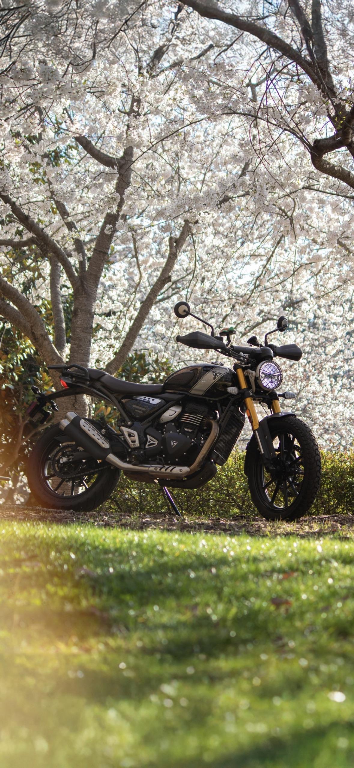 1179x2556 My Triumph Scrambler 400x
