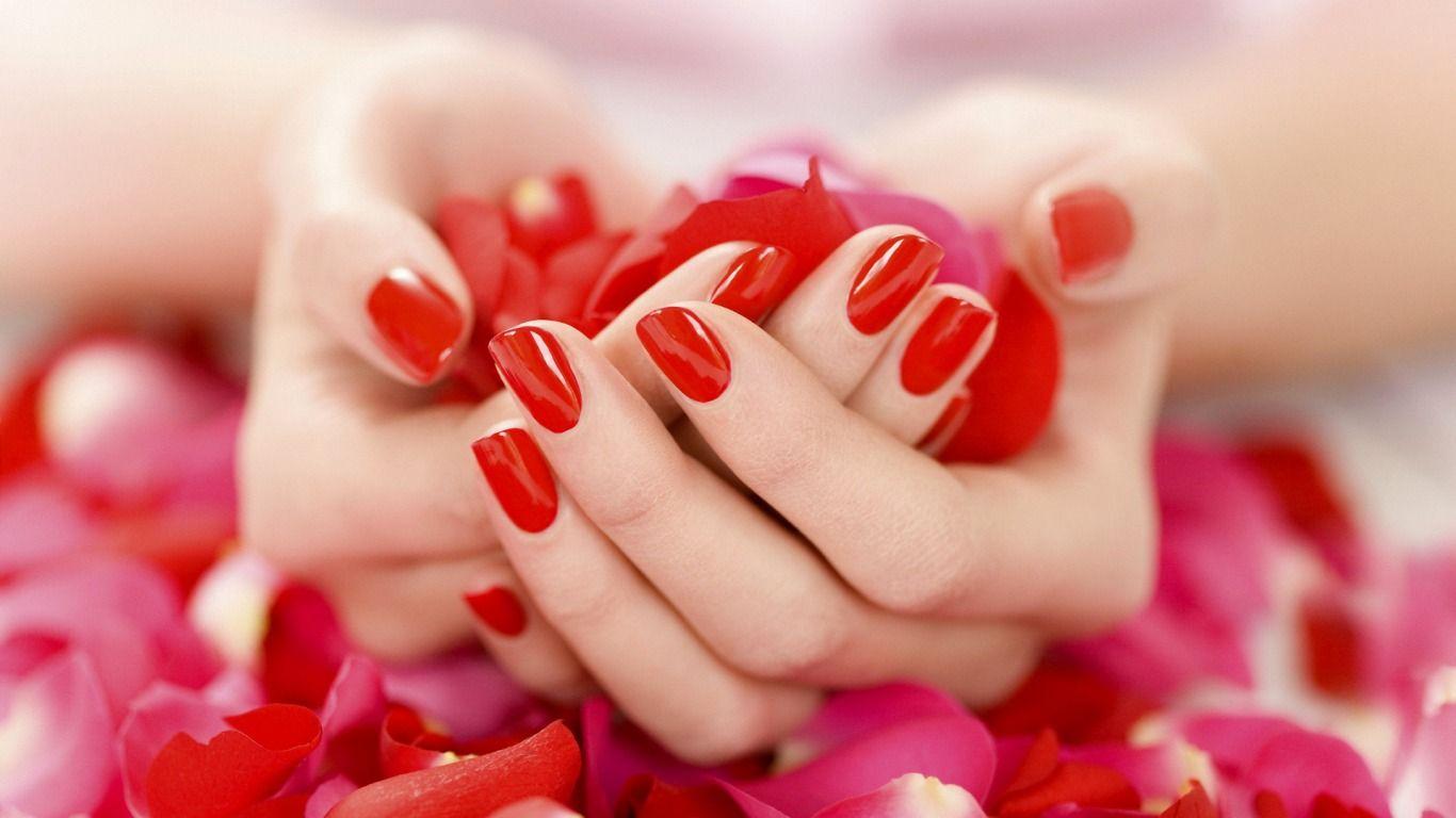 1366x768 Beautiful Red Rose On Hand Free Hd Wallpaper