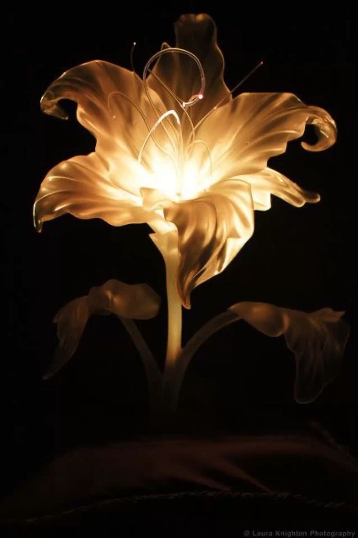 736x1104 Rapunzel flower