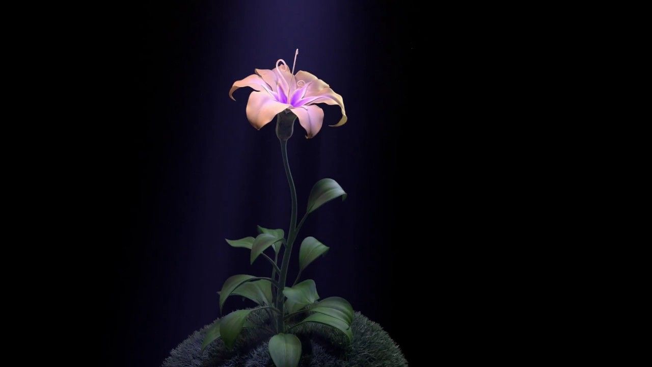 1280x720 Tangled's Flower