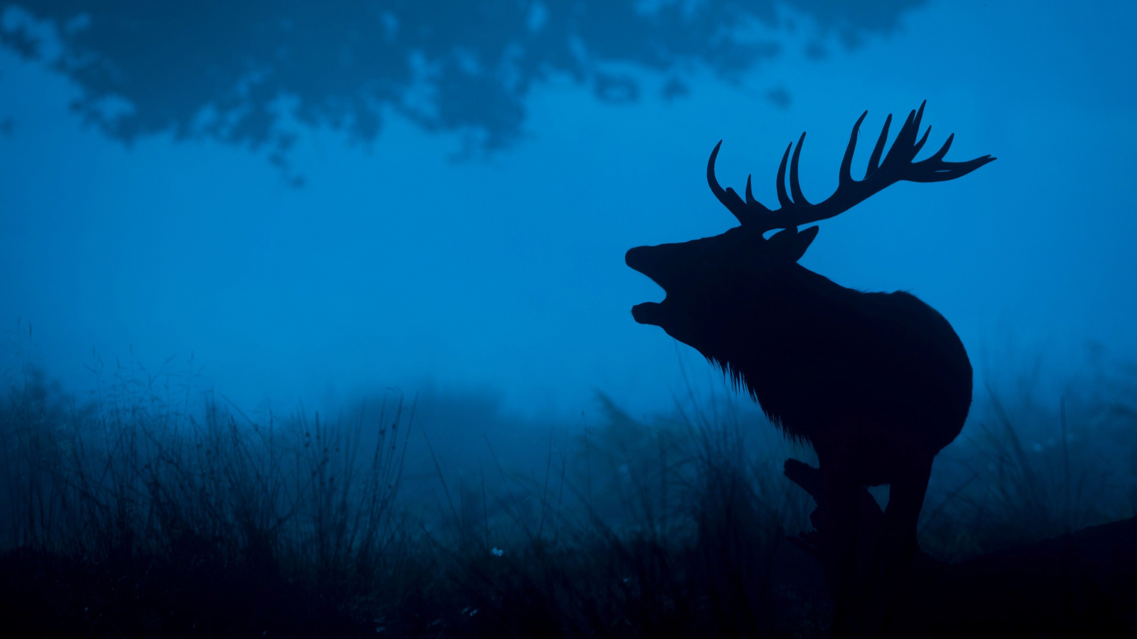3840x2160 Midnight Blue Stag