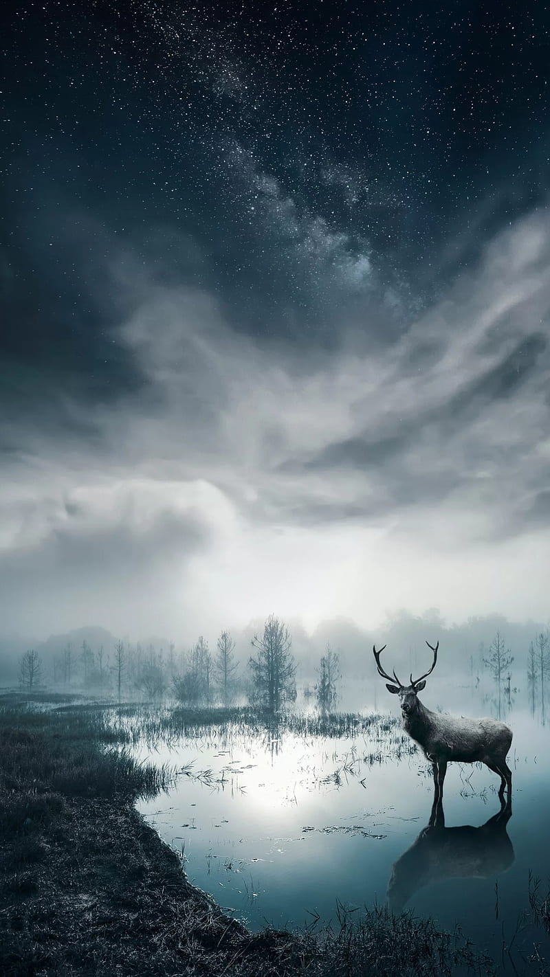 800x1422 Lonely deer, animal, blue, deer, forest, river, sky, HD phone wallpaper