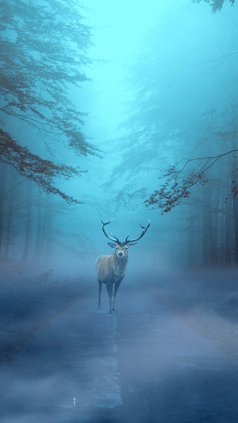 800x1422 Deer, blue, fog, foggy, forest, lonely deer, nature, trees, HD phone wallpaper