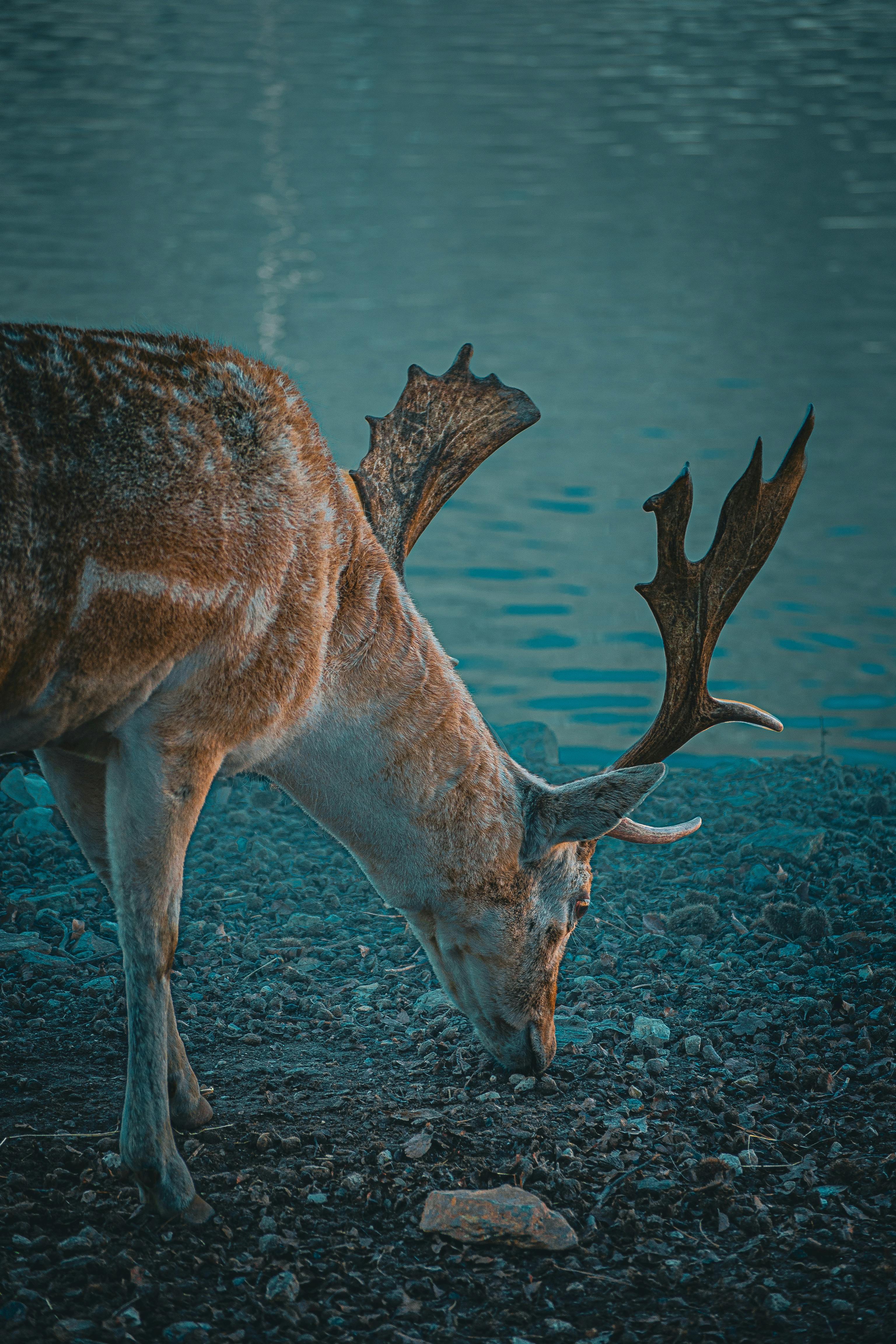 3072x4608 Blue Deer Photo, Download The BEST Free Blue Deer & HD Image