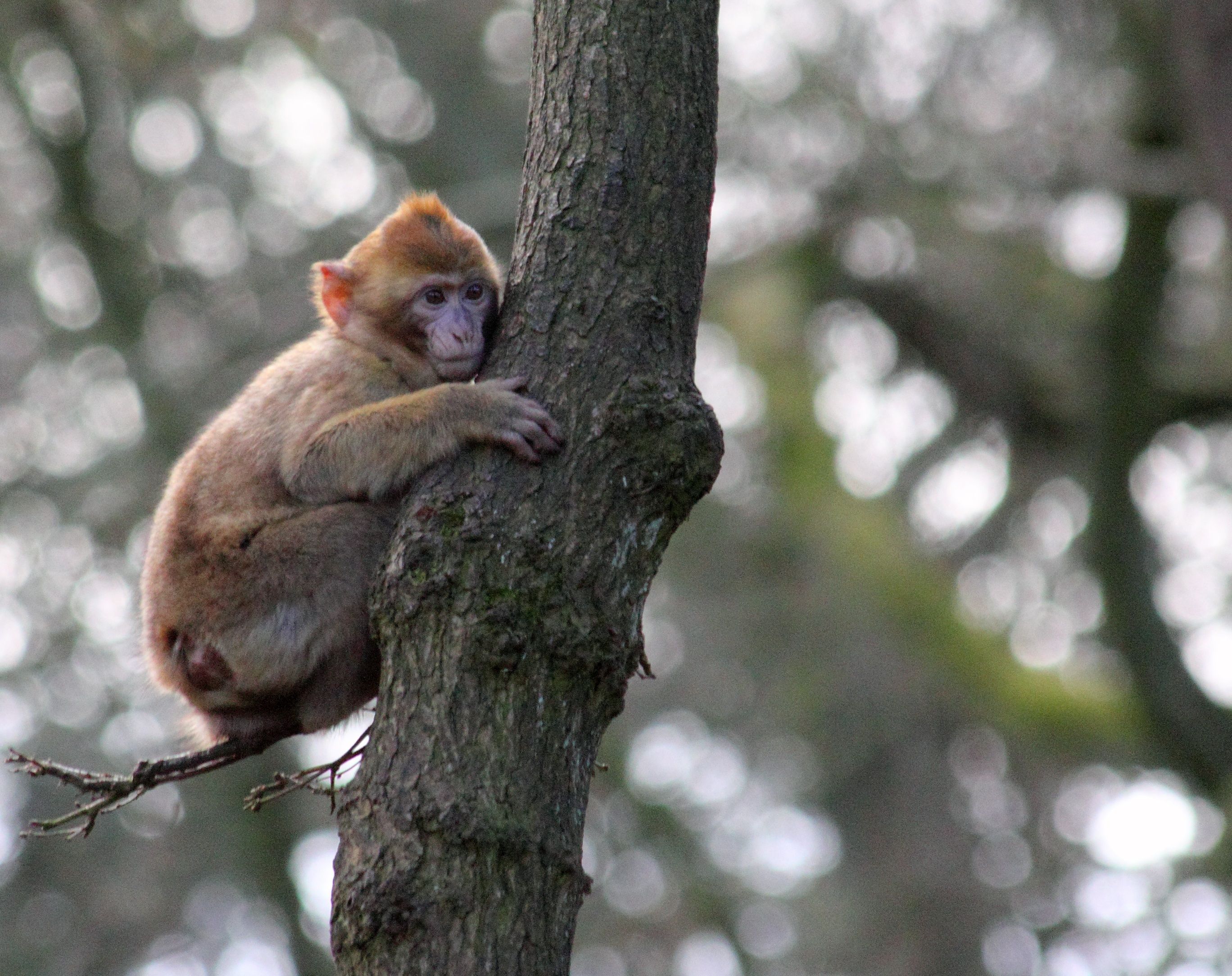 2736x2169 Macaca Sylvanus Photo, Download The BEST Free Macaca Sylvanus & HD Image
