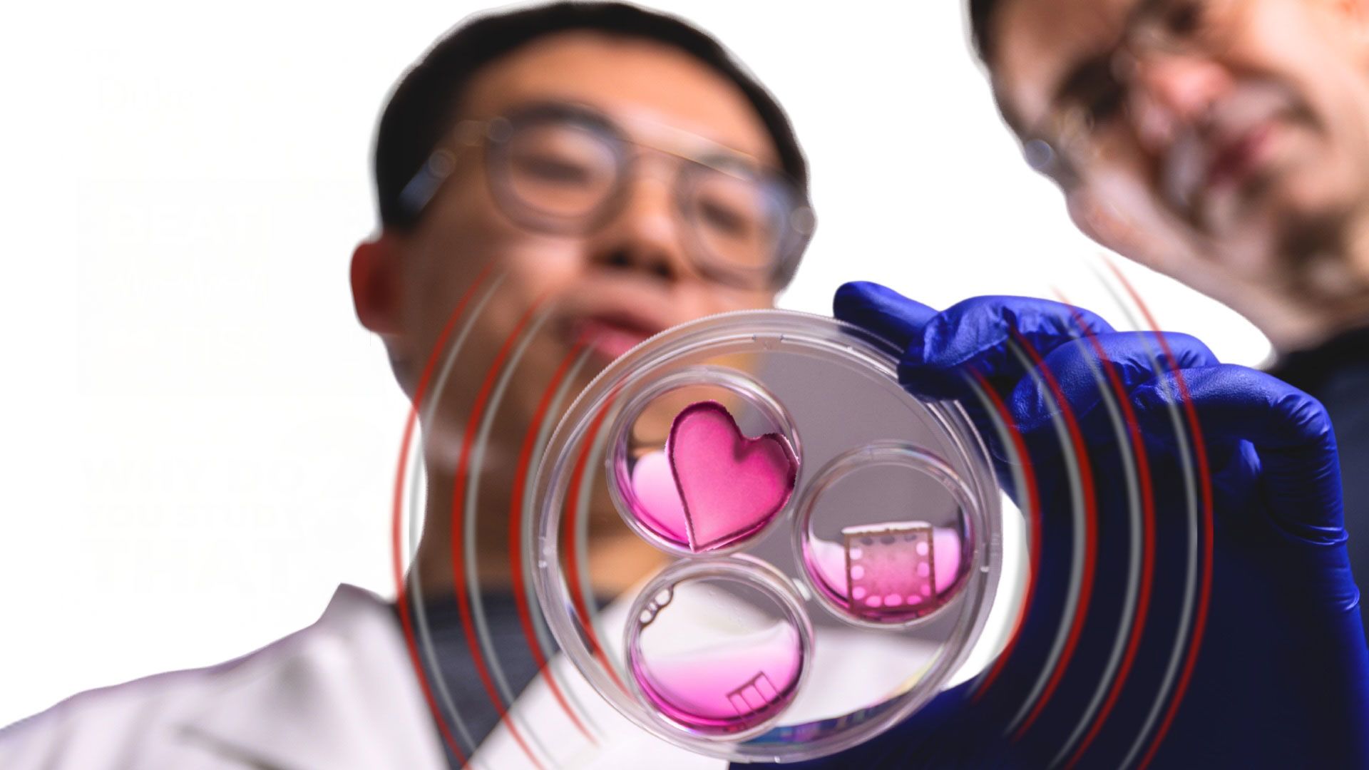 1920x1080 Healing Heart Tissue Research Saves Lives