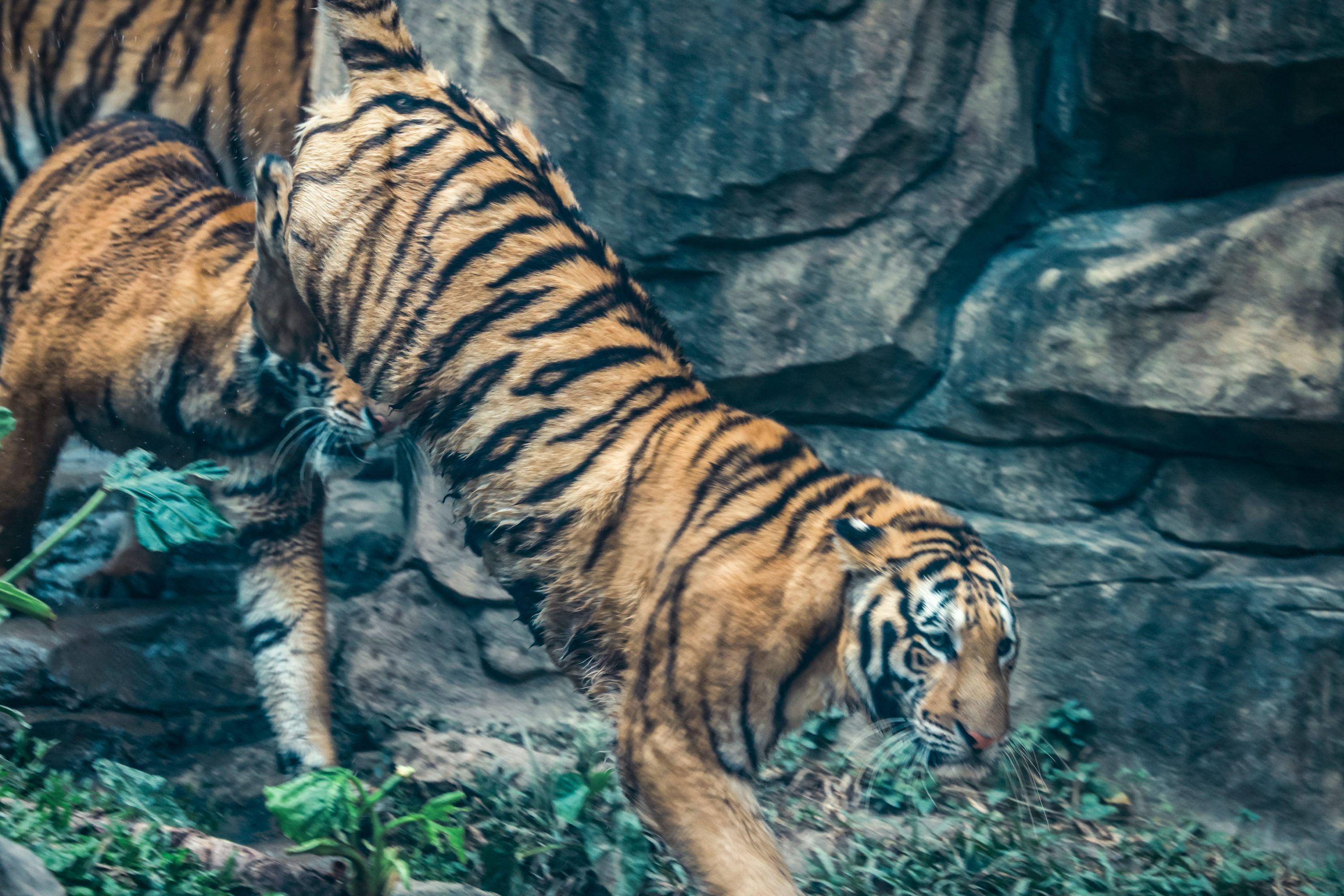 3000x2001 A couple of tigers standing next to each other photo