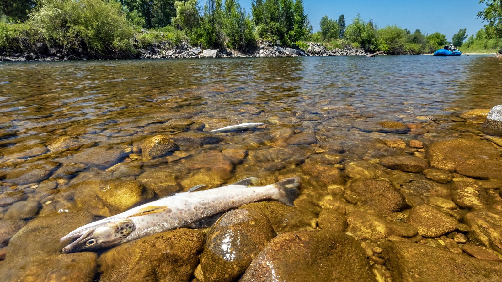 1600x900 Montana's Famed Trout Under Threat as Drought Intensifies