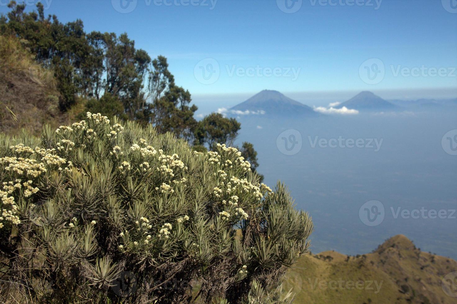 1472x980 View Edelweiss from the merbabu mountain hiking trail. Magelang, Central Java, Indonesia